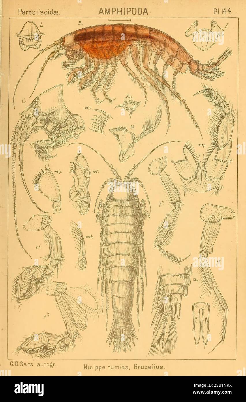 An, Account, of, The, Crustacea, Norwegen, Christiania, A, Cammermeyer, 1895-1928, Krebstiere, Norwegen, Krebstiere, Eine detaillierte Illustration, die verschiedene Arten von Amphipoden aus der Ordnung Amphipoda zeigt und deren anatomische Merkmale und verschiedene Formen hervorhebt. Das Bild wird nach Etiketten kategorisiert, die auf bestimmte Körperteile verweisen, einschließlich Anhängen, Exoskelett-Features und verschiedenen Entwicklungsstadien. Hervorzuheben ist Nicippe tumida, zusammen mit verschiedenen anderen Exemplaren, die charakteristische Formen und Strukturen aufweisen. Diese pädagogische Darstellung zeigt die Komplexität und Vielfalt innerhalb des A Stockfoto
