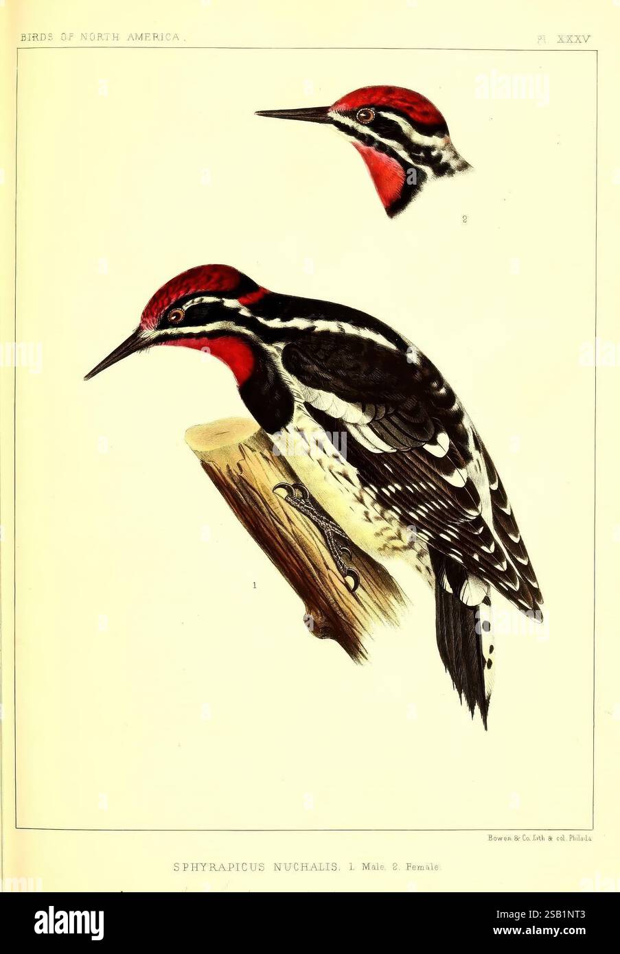 The Birds of North America 1860 Birds North America Ornithology Sphyrapicus nuchalis Rothals-Sphyrapicus nuchalis Rotnappenspender, die Abbildung zeigt zwei Ansichten des Sphyrapicus nuchalis, allgemein bekannt als Lewis's Woodspecht. Die Hauptdarstellung fängt den Vogel auf einem Holzstumpf ein und zeigt sein unverwechselbares Gefieder mit einer leuchtend roten Krone und Kehle, im Kontrast zu tiefgrünen und schwarzen Federn auf der Rückseite. Der Schwanz und die Flügel zeigen auffällige weiße Muster, während der Unterbauch in sanften Rosa gehalten ist. Oben zeigt ein kleinerer Kopfschuss das BI Stockfoto