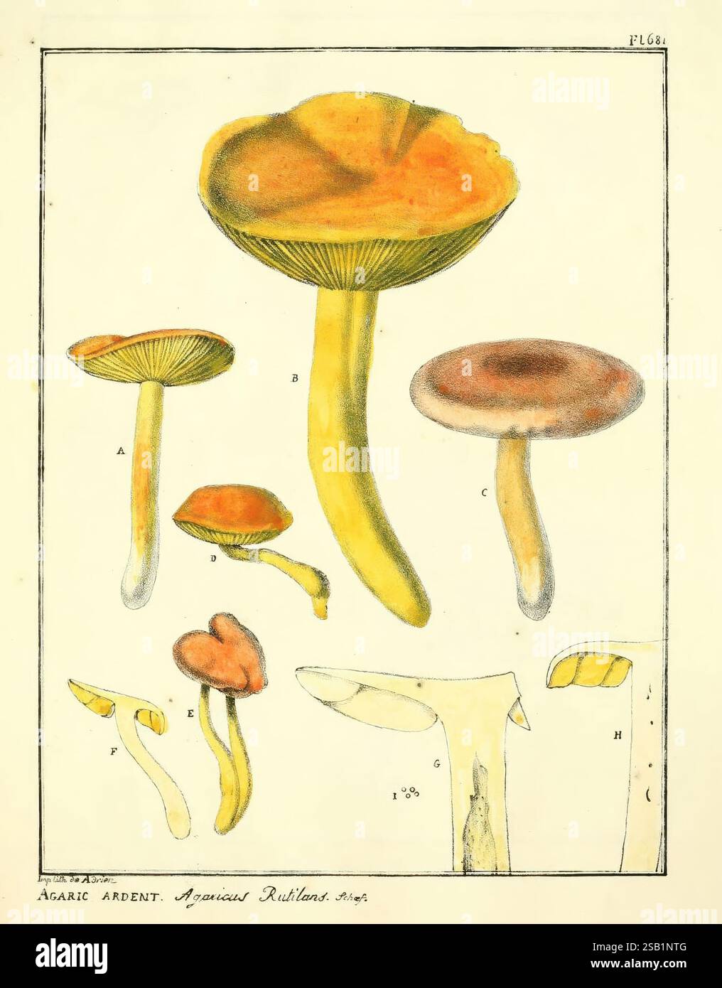 Champignons als Ergänzung zu den Tellern von Bulliard, Paris, Meilhac, 1839-1842, Frankreich, Fungi, der New York Botanical Garden, Bildwerke, die Illustration zeigt verschiedene Pilzarten, die ihre unterschiedlichen Formen und Farben zeigen. Hervorzuheben sind mehrere Pilze mit breiten Kappen und langen Stängeln, die sich durch ihre lebhaften Farbvariationen auszeichnen. Jeder Pilz ist zur Identifizierung mit einem entsprechenden Buchstaben gekennzeichnet, der die Unterschiede in Größe und Form zwischen den Arten hervorhebt. Die Details der Kiemen- und Kappenstrukturen sind akribisch gerissen Stockfoto
