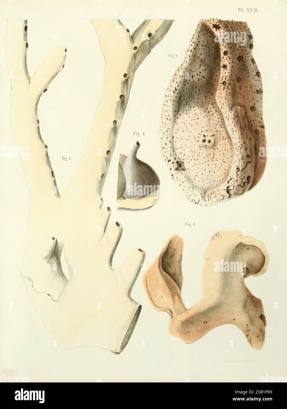 Schwämme, Spongiaires de la mer Caraibe, Harlem, Les héritiers Loosjes, 1864, Schwämme, Karibisches Meer. zeigt eine Reihe detaillierter anatomischer Studien verschiedener Meeresorganismen. Im linken oberen Bereich befindet sich eine zweigähnliche Struktur, die möglicherweise Korallen oder einen ähnlichen Organismus repräsentiert, mit markierten Bereichen, die auf spezifische Morphologie hinweisen. Rechts ist eine abgerundete, hohlere Form abgebildet, die komplizierte Muster zeigt, die auf einen Schwamm oder eine andere poröse Kreatur hinweisen. Im Folgenden zeigen zwei weitere Formen alternative Formen, von denen eine einem glatten, konturierten e ähnelt Stockfoto