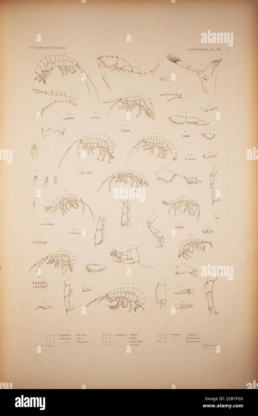 Crustacea Philadelphia gedruckt von C. Sherman 1852-55 [d. h. 1861] Crustacea Zoogeography, diese Illustration zeigt eine detaillierte Untersuchung verschiedener Krustentiere, wobei verschiedene Arten und ihre anatomischen Strukturen dargestellt werden. Das Bild ist in mehrere Abschnitte unterteilt, die verschiedene morphologische Merkmale hervorheben, darunter Körpersegmente, Anhängsel und Antennenstrukturen. Jede Zeichnung ist sorgfältig beschriftet, was einen klaren Hinweis auf die wissenschaftlichen Klassifikationen der dargestellten Organismen gibt. Das Layout spiegelt einen systematischen Ansatz für das Studium der Meeresbiologie wider und betont den Komplexit Stockfoto