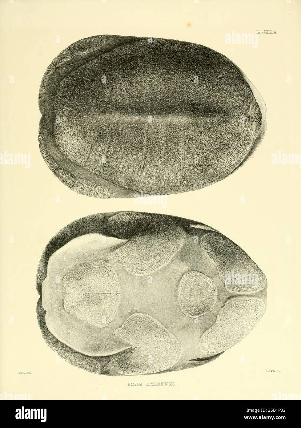 Katalog der Schildreptilien in der Sammlung des British Museum, London, 1855-1872, England, London, Schildkröten, Reptilien, Krokodile, Testudinidae, Amphisbaenia, diese Abbildung zeigt zwei unterschiedliche Ansichten eines Meeresorganismus, insbesondere das Äußere einer Meeresschildkröte. Der obere Abschnitt zeigt eine Ansicht von oben nach unten, in der die glatte, kuppelförmige Form mit einer Reihe definierter Rippen und Texturen über die Oberfläche hervorgehoben wird. Der untere Bereich bietet eine Perspektive, die die einzigartigen Konturen und Muster der Schale des Organismus betont und ihre Anpassungsfähigkeit und Anpassungsfähigkeit verdeutlicht Stockfoto