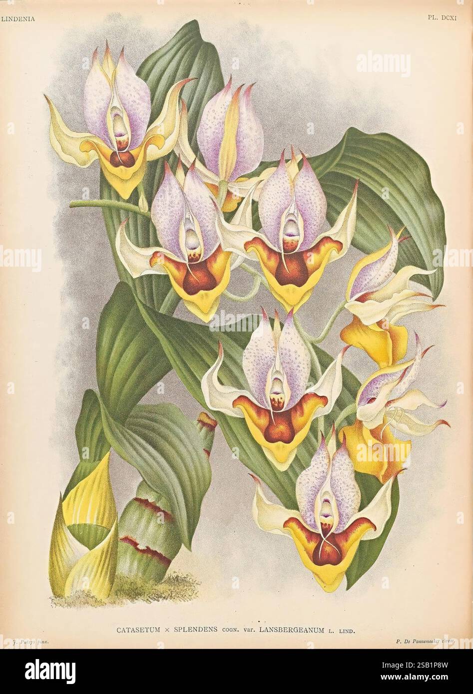 Lindenia, Gand [Belgien], Impr. F. Meyer-van Loo, 1885-1906, Klassifizierung, Reiseführer, Identifizierung, Nomenklatur, Nomenklatur, populär, Orchidaceae, Orchideen, Bildwerke, Terminologie. diese Illustration zeigt eine atemberaubende Darstellung von Catasetum x Splendens, einer einzigartigen Sorte, die für ihre lebendigen und komplizierten Blumen bekannt ist. Die Blüten weisen eine bemerkenswerte Kombination von Farben auf, mit zarten Blütenblättern in weiß-, blassvioletten und auffälligen gelben Akzenten. Die Komposition wird durch große, üppig grüne Blätter bereichert, die eine lebendige Kulisse bieten und die visuelle Wirkung des f verstärken Stockfoto