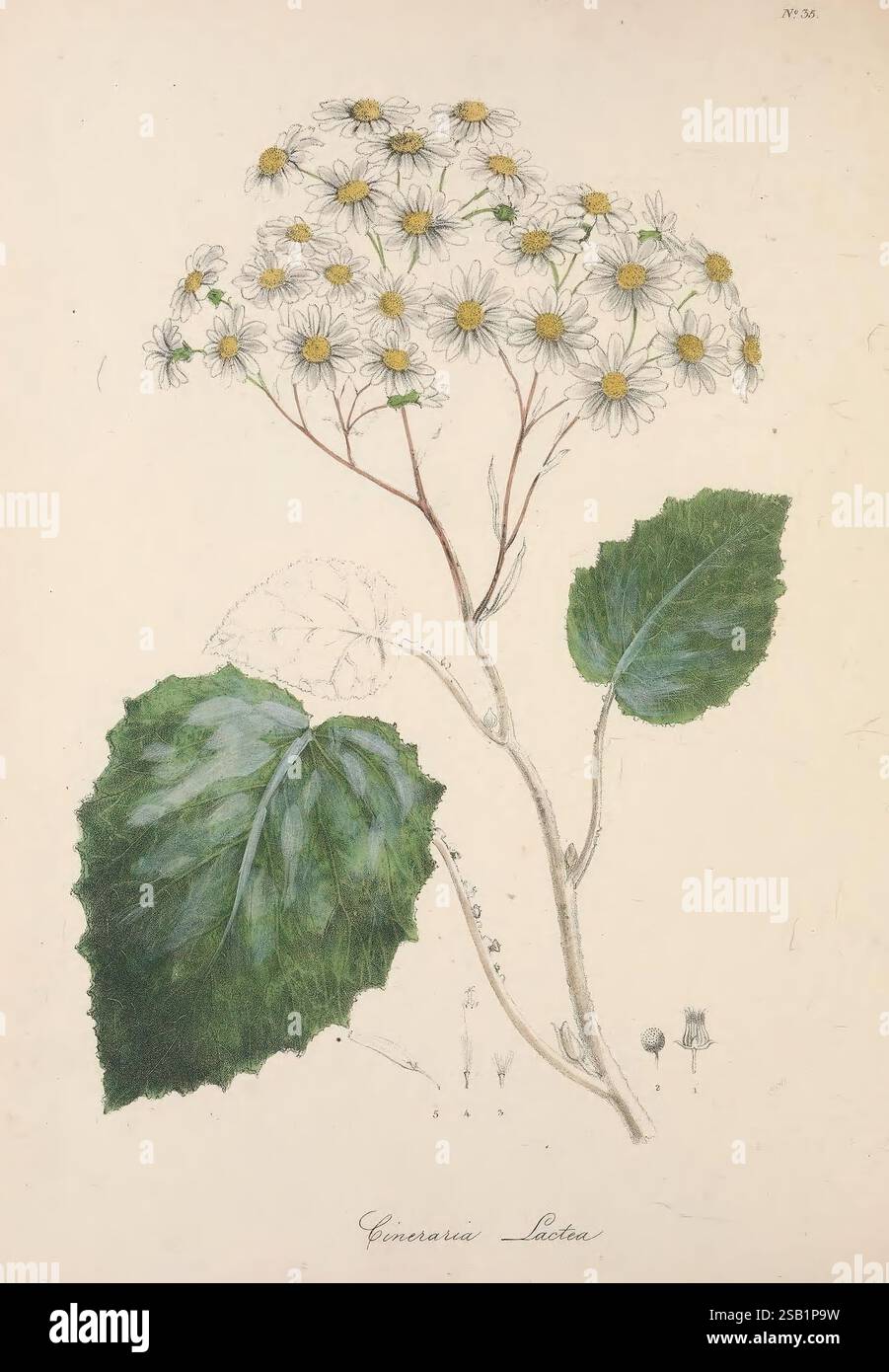 Das Blumenkabinett und die Zeitschrift der exotischen Botanik London, William Smith, 1837-1840. botanische Illustration, Botanik, Gartenarbeit, Großbritannien, Pflanzeneinführung, Pflanzen Zierpflanzen, Blumen, Stiele, Blätter, Eine botanische Illustration mit einer zarten blühenden Pflanze, die durch eine Gruppe kleiner weißer Blüten mit gelben Mittelpunkten gekennzeichnet ist. Der Stiel ist schlank und lang und trägt die Blüten, die oben in einer abgerundeten Anordnung blühen. Unterhalb der Blüten ragen zwei große, strukturierte Blätter aus der Basis des Stängels hervor, die einen tiefgrünen Farbton mit markanten Adern und einer leicht behaarten Oberfläche aufweisen Stockfoto