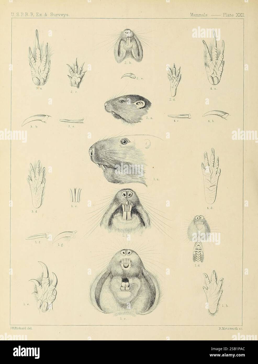 Katalog, Nordamerika, Säugetiere, mit, Zeichnungen, und, Beweis, von, Platten, [1856?], Säugetiere, Naturgeschichte, Nordamerika, Bildwerke, Geomys bursarius, Gopher, Thomomys borealis, Geomys pinatis, Geomys hispidus, die Illustration zeigt eine Reihe detaillierter anatomischer Studien, die sich auf verschiedene Säugetiere konzentrieren und in einem Gitterformat dargestellt werden. In jedem Abschnitt werden spezifische Merkmale hervorgehoben, darunter die Hände und Füße verschiedener Arten, und es werden komplizierte Details wie Krallen, Ziffern und die einzigartigen Strukturen der Extremitäten von Säugetieren gezeigt. In der Mitte zeigen größere Bilder unterschiedliche Kopfformen und Faci Stockfoto