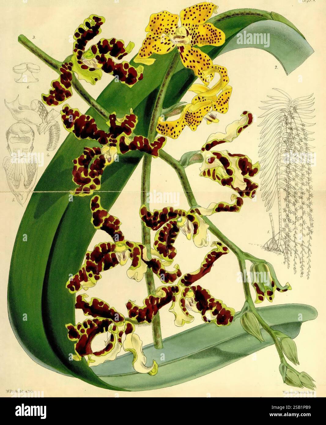 Curtis's Botanical Magazine, London, New York, Botanik, Zeitschriften, malerische Werke, Curtis, diese Illustration zeigt eine eindrucksvolle Darstellung von Orchideen, die ihre komplizierten und einzigartigen floralen Strukturen zeigen. Die leuchtend gelben Blüten mit kräftigen schwarzen Flecken heben sich von den üppig grünen Blättern ab, die sich anmutig um sie herum runden. Unterhalb der Hauptgruppe zeigen weitere kleinere Blüten einen satten kastanienbraunen Farbton, der einen schönen Kontrast zu den helleren Blüten darüber schafft. Begleitend zu den Orchideen sind Linienzeichnungen mit anderen botanischen Details, die möglicherweise die Wachstumsstadien der Pflanze darstellen Stockfoto