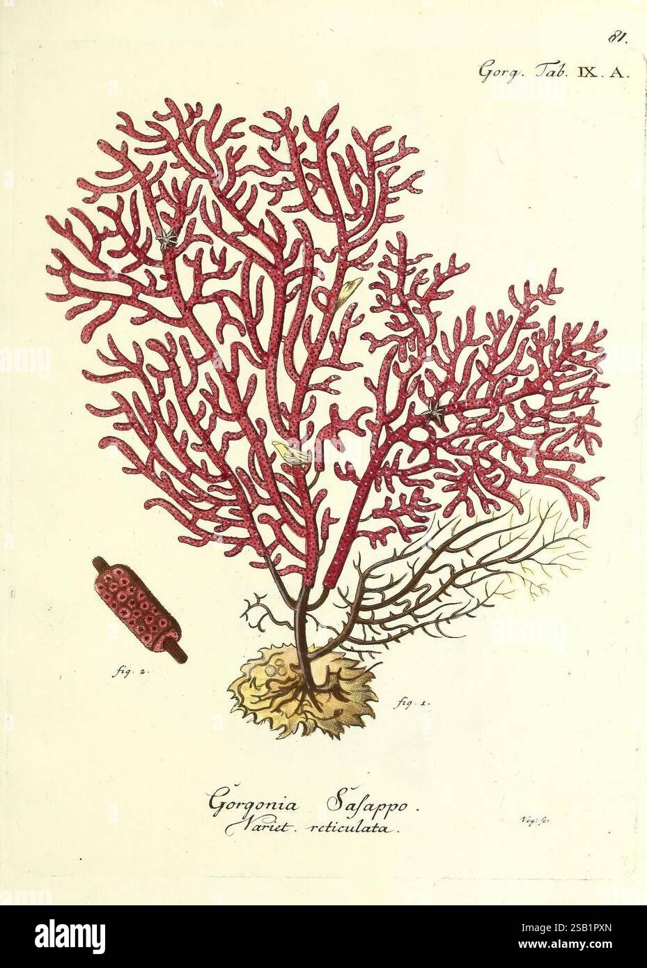 Die, Pflanzenthiere, in, Abbildungen, nach, der, Natur, Nèurnberg, in, der, Raspischen, Buchhandlung, 1791-1830, cnidaria, ctenophora, diese Abbildung zeigt eine detaillierte Darstellung des Gorgonia Safrappo und seine komplizierte, verzweigte Struktur, die einem zarten Baum ähnelt. Die leuchtenden roten Farbtöne der Korallen werden hervorgehoben, was die Textur und Komplexität ihrer Form unterstreicht. Neben dem Hauptbild ist eine kleinere Darstellung verwandter Arten enthalten, wodurch der Schwerpunkt auf Meereslebewesen weiter verstärkt wird. Die Verwendung präziser Linien und Muster zeigt die künstlerische Aufmerksamkeit Stockfoto