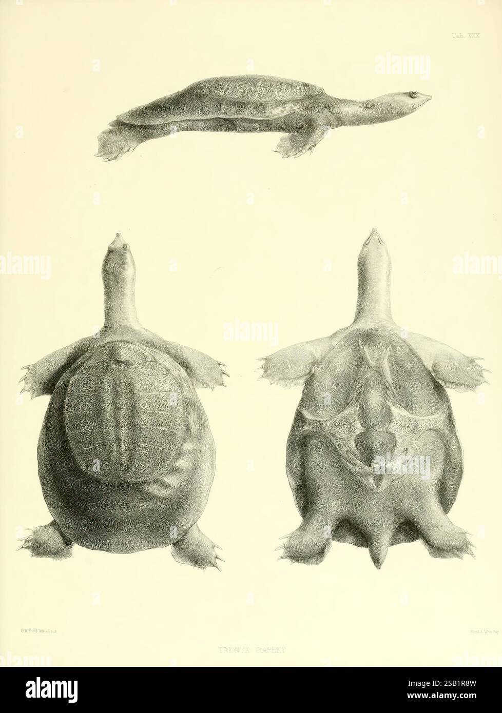 Katalog der Schilde Reptilien in der Sammlung des British Museum, London, 1855-1872, England, London, Schildkröten, Reptilien, Krokodile, Testudinidae, Amphisbaenia, Chelonia, diese Abbildung zeigt drei detaillierte Ansichten einer Schildkröte. Die Ansichten umfassen eine dorsale (obere) Perspektive, eine ventrale (untere) Perspektive und eine laterale (seitliche) Perspektive. Die anatomischen Details der Schildkrötenschale, der Gliedmaßen und des Kopfes sind akribisch dargestellt und zeigen die einzigartige Form und Struktur dieses Wassertiers. Die beschriftete Beschreibung identifiziert die Art als „Trionyx Herbsti“. Jede Ansicht ist hochgradig Stockfoto