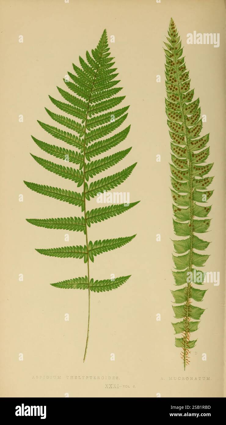 Farne: Britisch und exotisch 1856-60, Farne, das Bild zeigt zwei unterschiedliche Farnarten nebeneinander zum Vergleich. Auf der linken Seite zeigt das Aspidium Thelypterioides eine hohe, elegante Fronde, die sich durch seine breit gefiederten Blätter auszeichnet und einen üppigen, lebendigen Grünton zeigt. Die Faltblätter sind an den Rändern fein gezackt und tragen so zu einem insgesamt empfindlichen Erscheinungsbild des Fronds bei. Rechts zeigt das A. Mucronatum ein strukturierteres Aussehen mit einem schmaleren, längeren Frond. Die Flugblätter sind in einem ausgeprägteren alternierenden Muster angeordnet und weisen eine scharfe Spitze auf, die den Fro verleiht Stockfoto