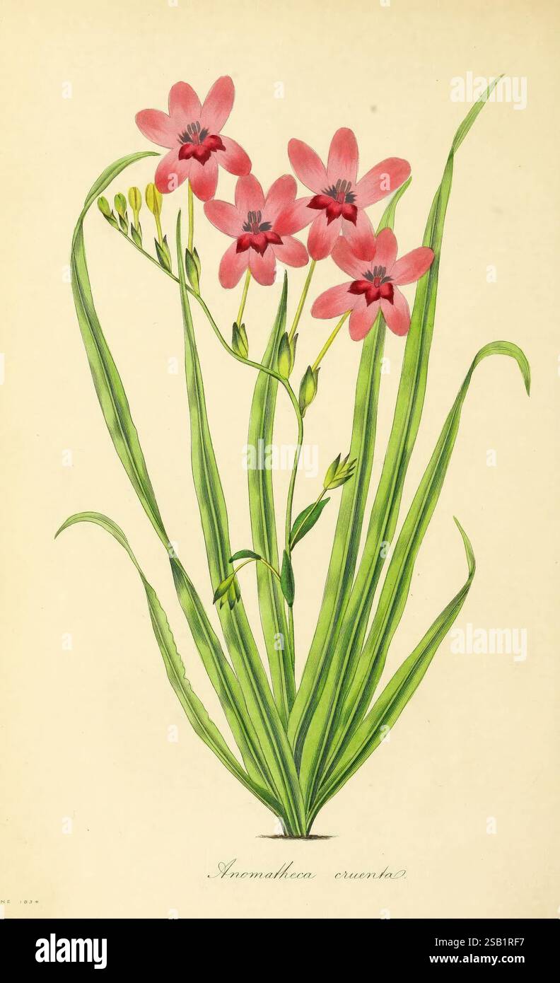 Paxton's Magazine of Botany, London, Orr and Smith, Botanik, Zeitschriften, Blumen, Stiele, Blätter, Eine lebendige Darstellung einer üppigen Pflanze mit zarten rosa Blüten mit langen Blütenblättern, die in Gruppen angeordnet sind. Die Blüten werden durch schlanke grüne Stiele und schmale, bogenförmige Blätter ergänzt, die einen auffälligen Kontrast bilden. Mehrere Knospen sind sichtbar, was auf das Potenzial für mehr Blüten hindeutet. Unten ist der wissenschaftliche Name „Anomalina cruentus“ elegant eingeschrieben, was seine Klassifizierung angibt. Diese botanische Illustration zeigt die komplizierte Schönheit und detaillierte Struktur der Pflanze, hig Stockfoto