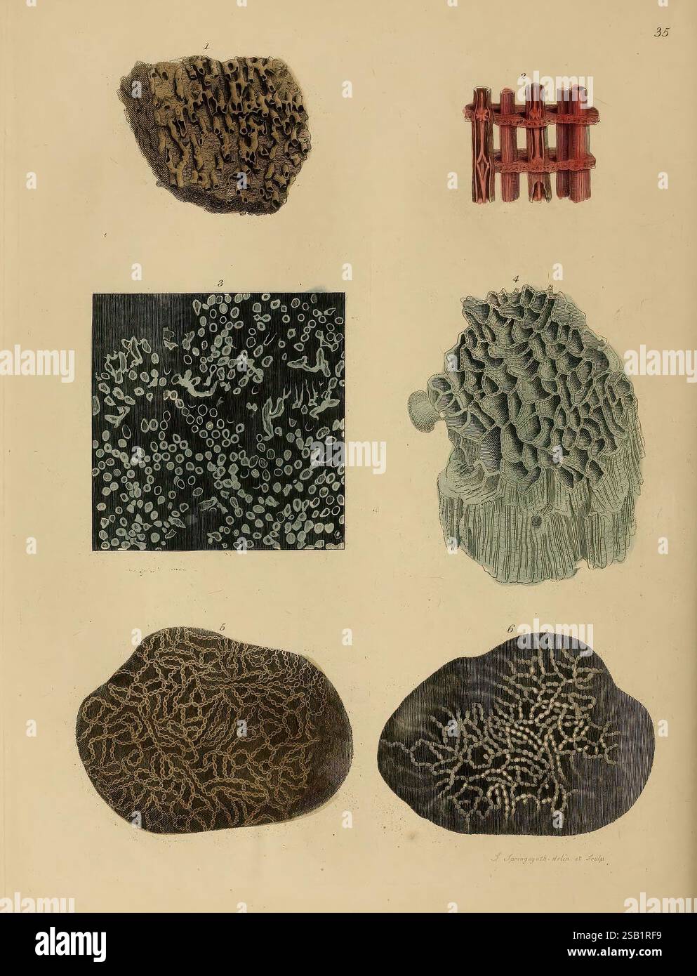 A Pictorial atlas of Fossil Remains, 1850, Paläontologie, Bildwerke, Ernst Mayr Library, Fossiliengeschichten Stockfoto