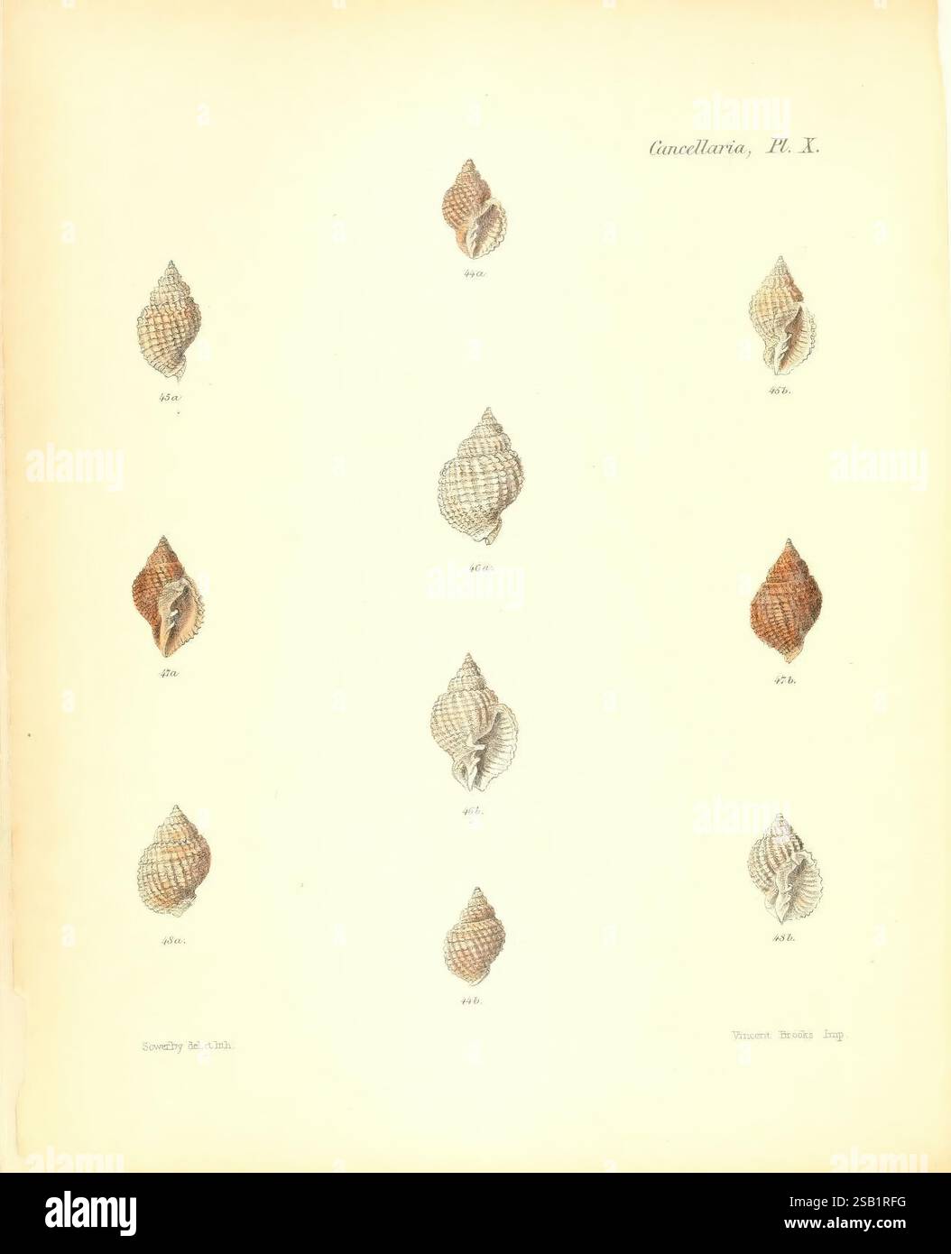 Conchologia iconica oder Illustrationen der Muscheln von Molluscous-Tieren, London, Reeve, Brothers, 1843-1878, Weichtiere, Bildwerke, Muscheln Stockfoto