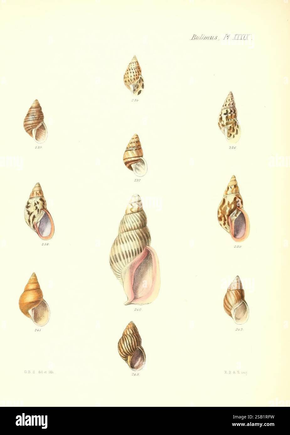 Conchologia iconica oder Illustrationen der Muscheln von Weichtieren, London, Reeve, Brothers, 1843-1878, Weichtiere, Bildwerke, Muscheln Stockfoto