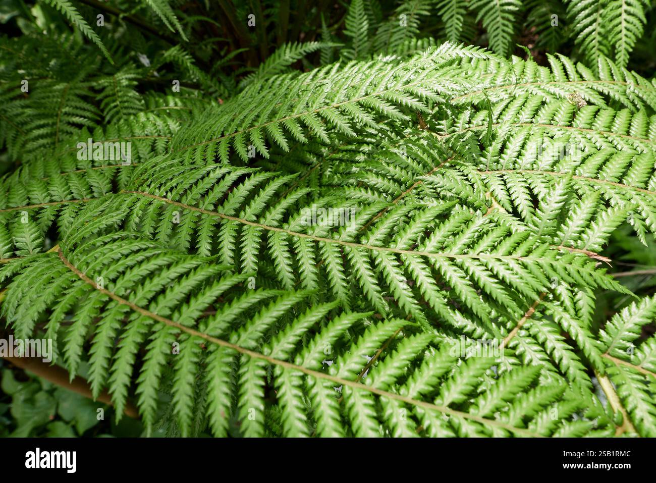 Dicksonia antarctica Farn aus nächster Nähe Stockfoto