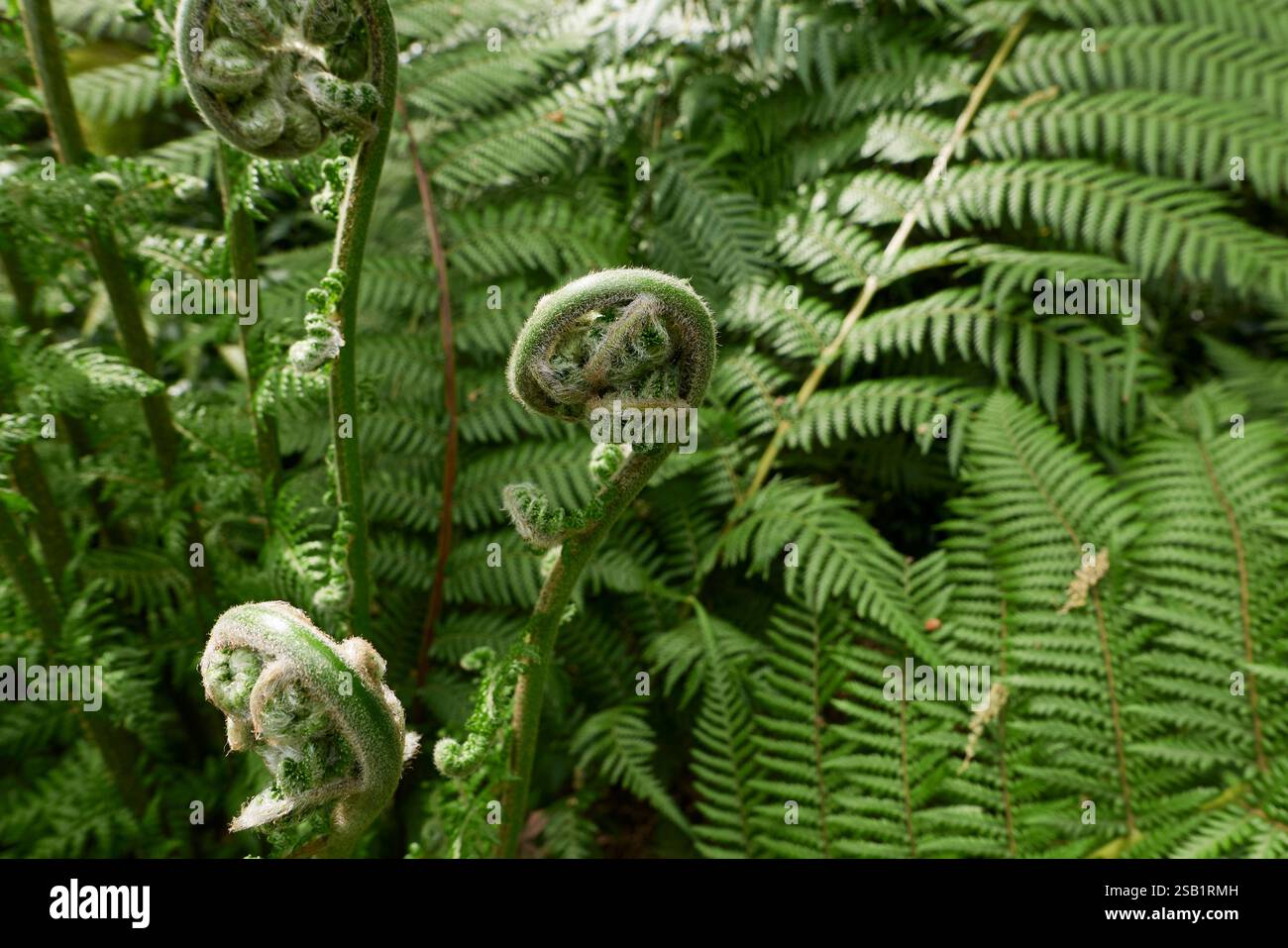 Essbarer farn -Fotos und -Bildmaterial in hoher Auflsung  Alamy