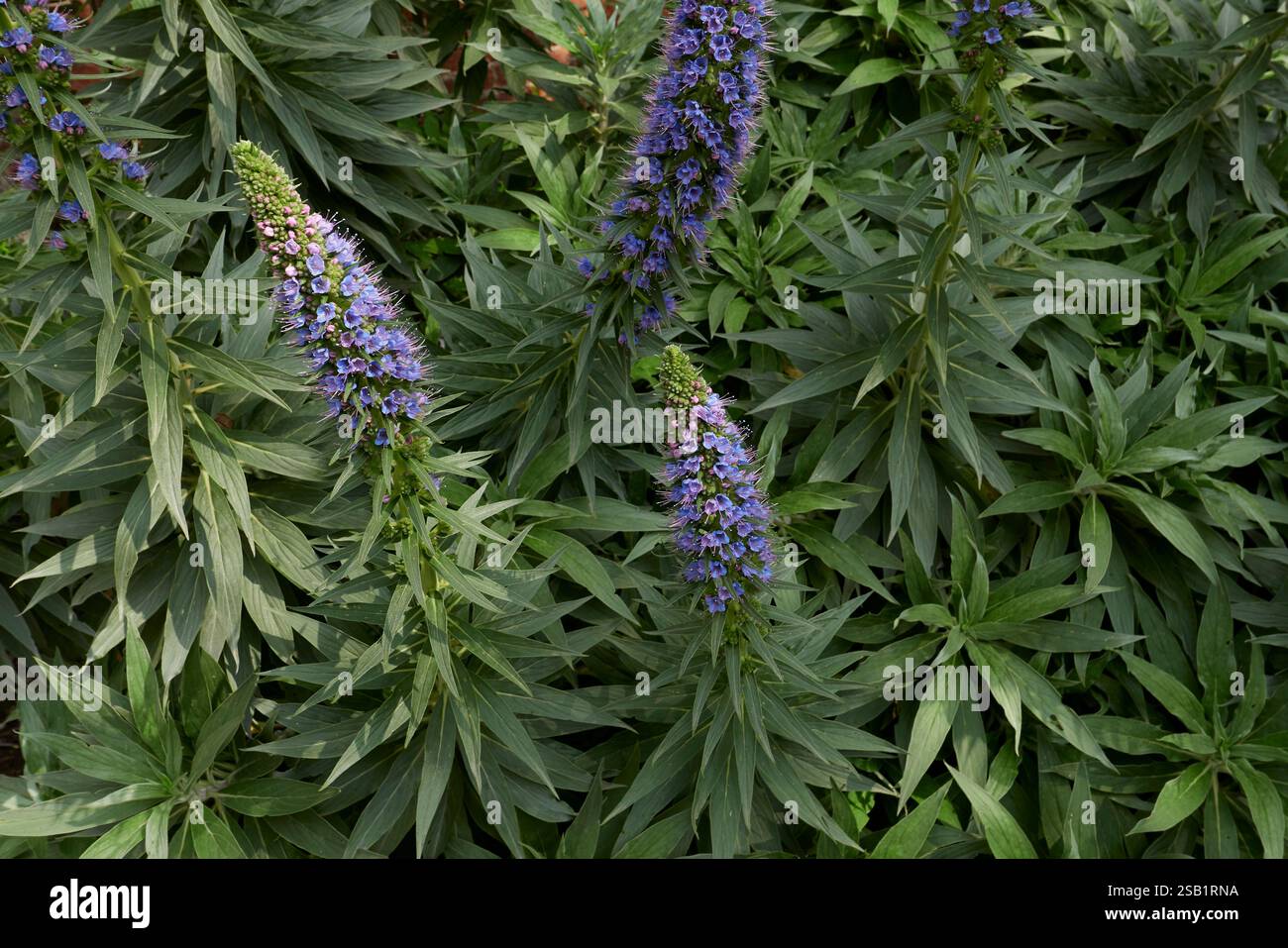 Blauviolette Blütenstände von Echium candicans Pflanze Stockfoto