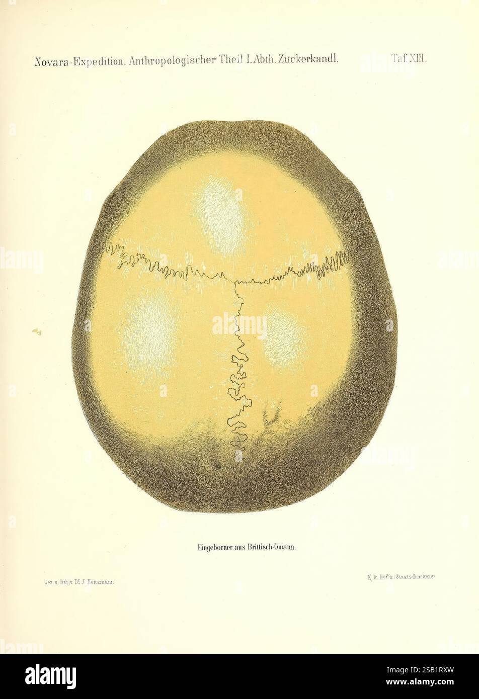 Reise der österreichischen Fregatte Novara, Wien, Kaiserlich, 1861-75., die Illustration zeigt eine kreisförmige Ansicht von oben nach unten eines Exemplars mit der Bezeichnung „Kopfknochen aus Britisches Guayana“, was übersetzt „Schädelknochen aus Britisch-Guayana“ bedeutet. Die äußeren Kanten der kreisförmigen Form weisen ein kompliziertes, wellenförmiges Linienmuster auf, das auf eine eindeutige Textur oder ein bestimmtes Detail hinweist. Der mittlere Bereich zeigt einen helleren Farbton, der auf die Oberfläche des Knochens hindeutet, mit allmählichen Farbübergängen, die ein Gefühl von Tiefe oder Dimension erzeugen. Diese Darstellung ist Teil der Sammlung „Novara Expedition“, die sich auf Anthropologi konzentriert Stockfoto