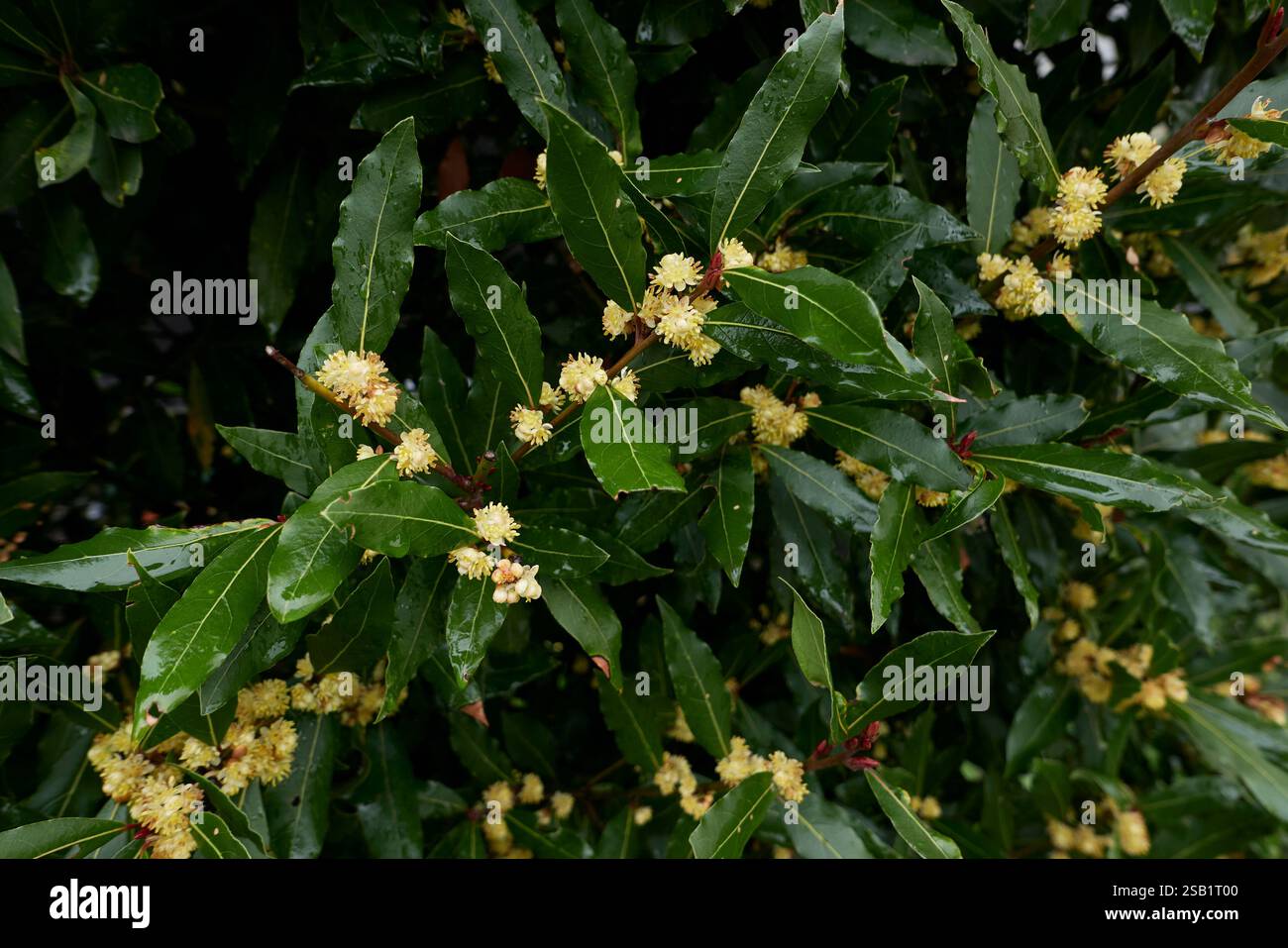 Laurus nobilis gelbe Blütenstände Stockfoto