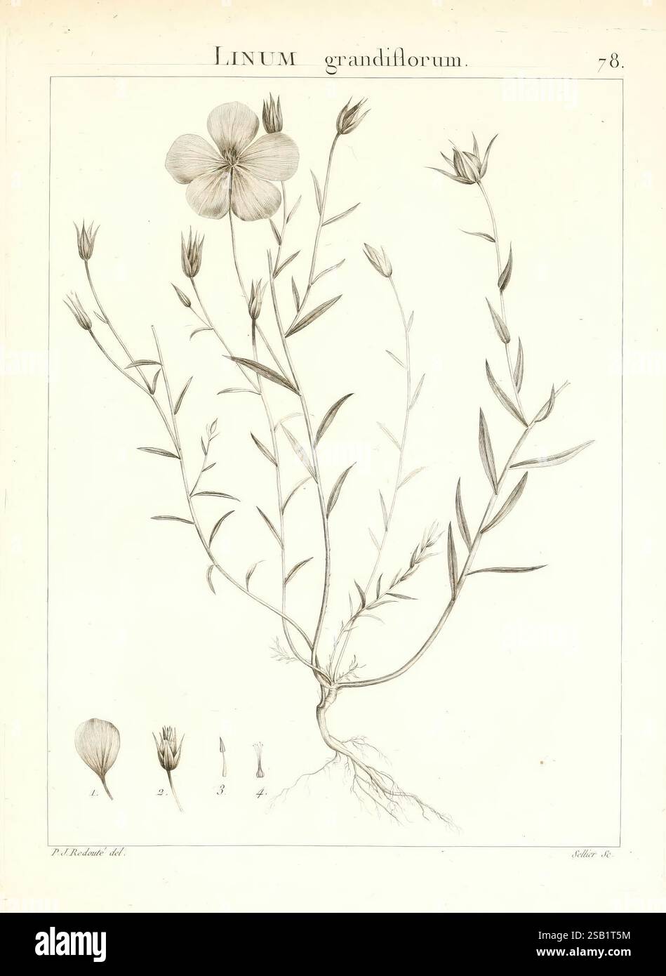 Flora Atlantica, sive Historia plantarum quae in Atlante, Agro Tunetano et Algeriensi crescunt, Parisiis, apud Blanchon, 1800, Pflanzen, Algerien, Tunesien, die Abbildung zeigt eine detaillierte Darstellung von *Linum grandiflorum*, allgemein bekannt als der großblütige Flachs. Sie zeigt den schlanken Stamm der Pflanze, der mit schmalen, langen Blättern geschmückt ist, die abwechselnd entlang der Äste angeordnet sind. Oben ist eine markante Blume mit fünf Blütenblättern zu sehen, die ihre zarte Struktur zeigt. Unter der Hauptabbildung zeigen ergänzende Zeichnungen verschiedene Stufen der Blüte und Samenkapsel und heben den hervor Stockfoto