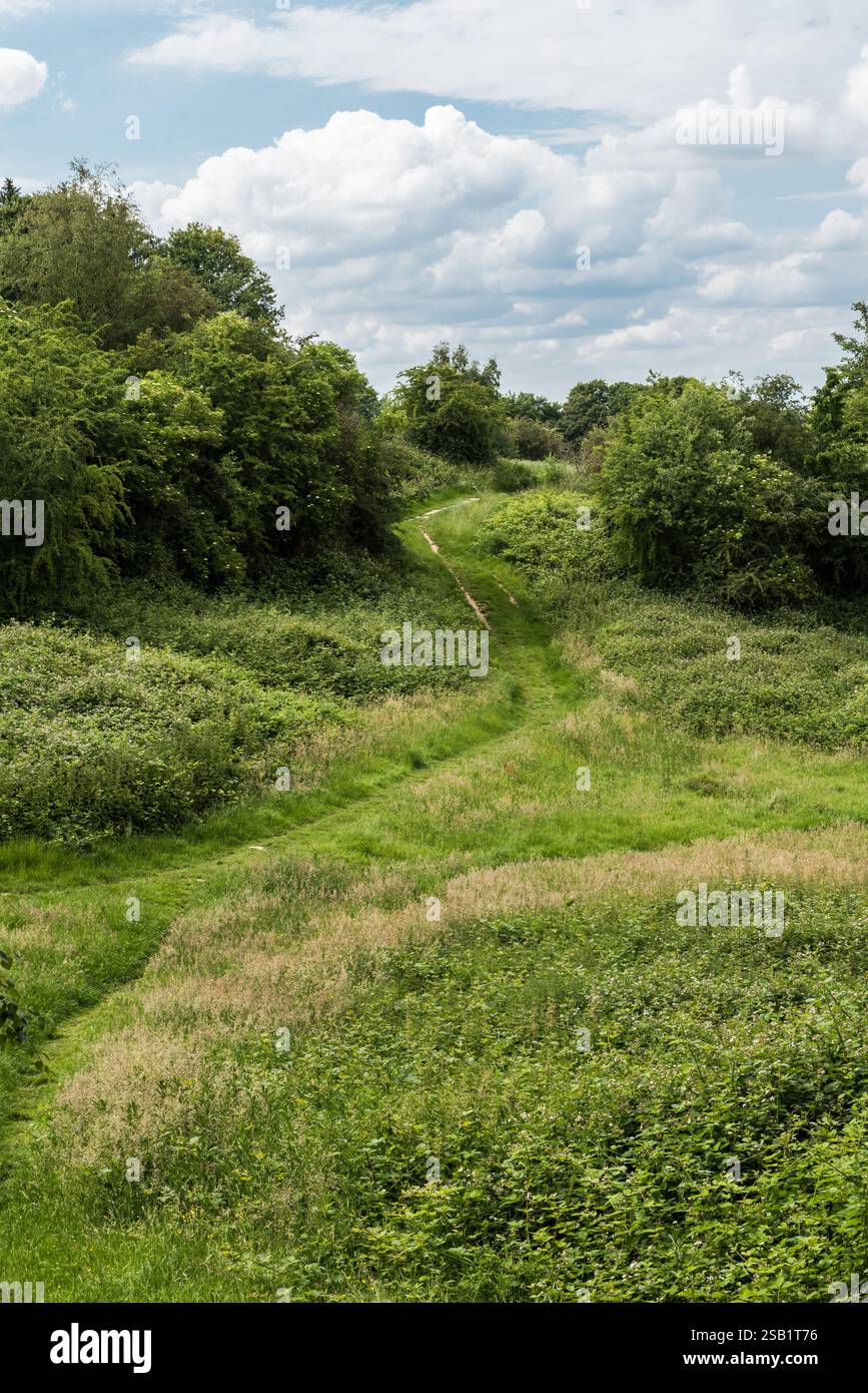 Die grünen naturnahen Wiesen des Naturschutzgebiets Kauwberg (Uccle, Brüssel - Belgien - 07 14 2019) Stockfoto