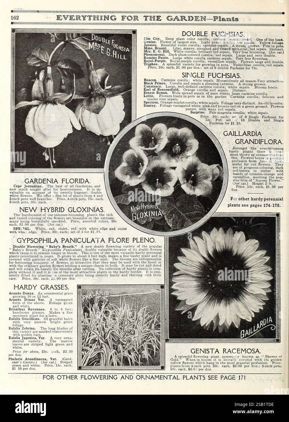 Alles für den Garten. New York, Peter Henderson & Co, 1915, Blumen, Gartenarbeit, Bücher, Saatgut, Kataloge, Rasenmäher, Ausrüstung und Zubehör, Glühbirnen, Pflanzen, Gartengeschichten, in Blüte, Eine Vielzahl von Pflanzen und Blumen werden vorgestellt, die zur einfachen Identifizierung gekennzeichnet sind. Oben links befindet sich eine Darstellung der „Gardenia Florida“, die für ihre duftenden weißen Blüten bekannt ist. Nebenan zeigt das „Double Fuchsia“ kaskadierende Blumen in leuchtenden Tönen. Darunter präsentiert eine Gruppe mit der Bezeichnung „New Hybrid Gloxinias“ farbenfrohe Blüten mit verschiedenen Farbtönen und Mustern. Die untere rechte Ecke Stockfoto