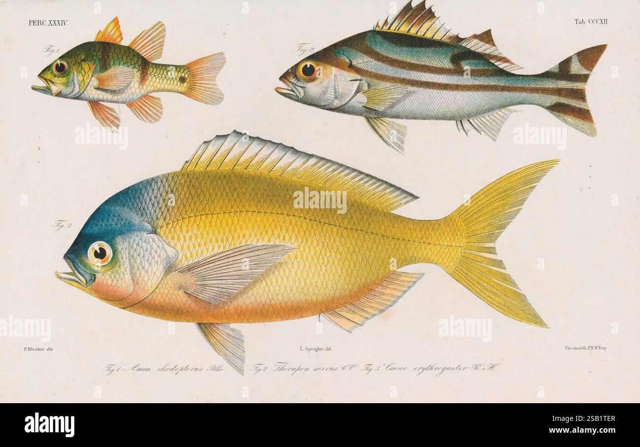 Atlas, ichthyologique des Indes orientales néerlandaises, Amsterdam, Frédéric, Müller, Redakteur, 1862-1878, Fishes, Indonesien, Eine atemberaubende Illustration mit drei verschiedenen Fischarten, jede mit akribischer Detailgenauigkeit. Der größte Fisch zeigt leuchtende Farben mit auffälligen Mustern, darunter helle Gelbtöne und dezente Blautöne auf dem Kopf, die die Aufmerksamkeit des Betrachters auf sich ziehen. Der mittlere Fisch, der sich durch langgezogene Streifen am Körper auszeichnet, präsentiert eine dezentere Palette mit Erdtönen und Anklängen von Grün. Der kleinste Fisch, der unten abgebildet ist, ist mit einer bezaubernden Mischung aus Coll verziert Stockfoto