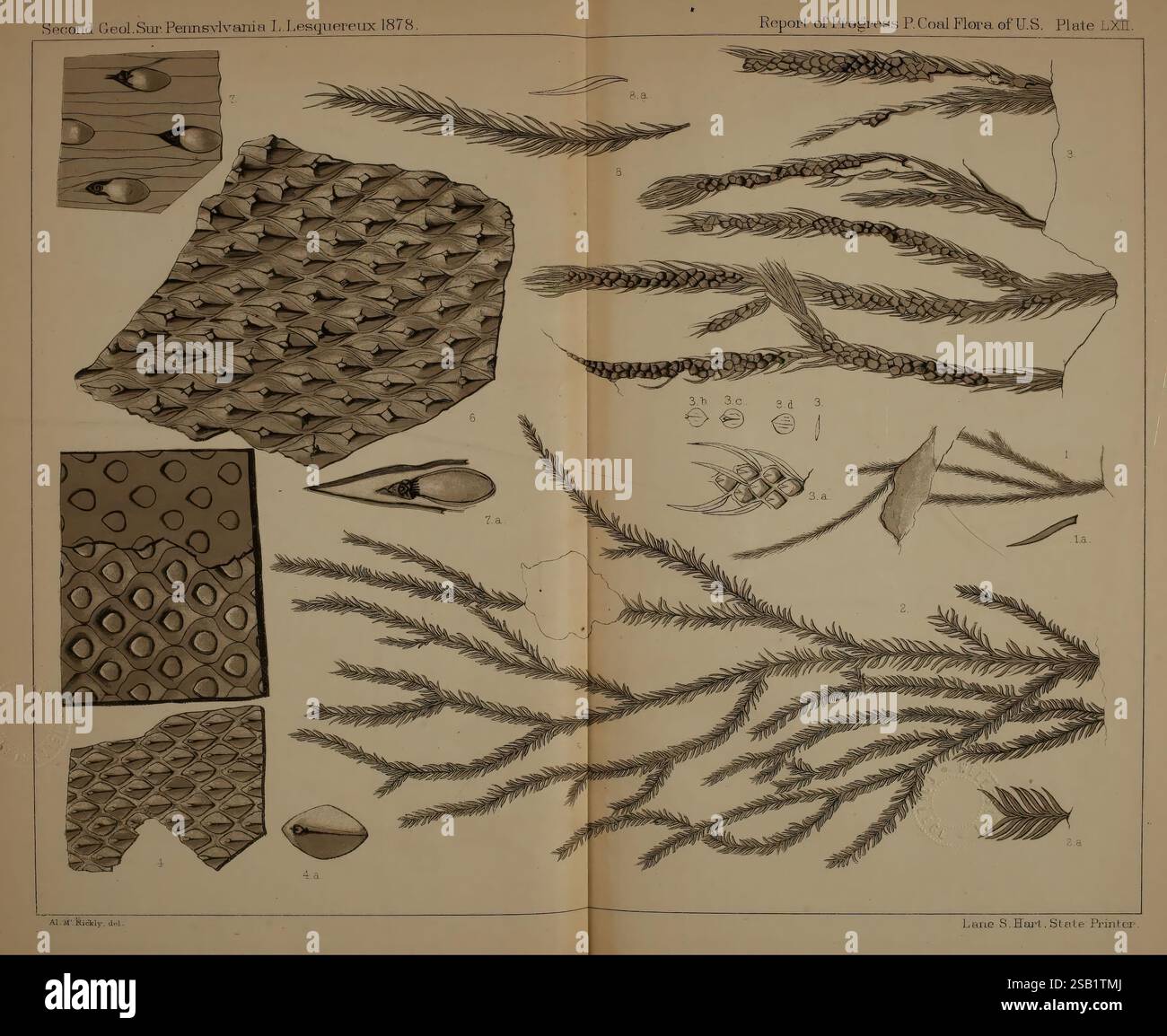 Beschreibung der Kohleflora der Karbonformation in Pennsylvania und in den Vereinigten Staaten, Harrisburg, Board of Commissioners for the Second Geological Survey, 1879-84, Plants, Pennsylvania, Botanik, Fossilien, Karbon, Paläobotanik, fossile Geschichten, eine komplexe Ausstellung mit einer Vielzahl von botanischen Illustrationen, die verschiedene Pflanzenstrukturen und Texturen zeigen. Die Zusammensetzung umfasst detaillierte Renderings von Skalen, Blättern und Zweigen, die die einzigartigen Eigenschaften der einzelnen Proben hervorheben. Die Anordnung zeigt eine Kombination aus geometrischen Mustern und Organi Stockfoto