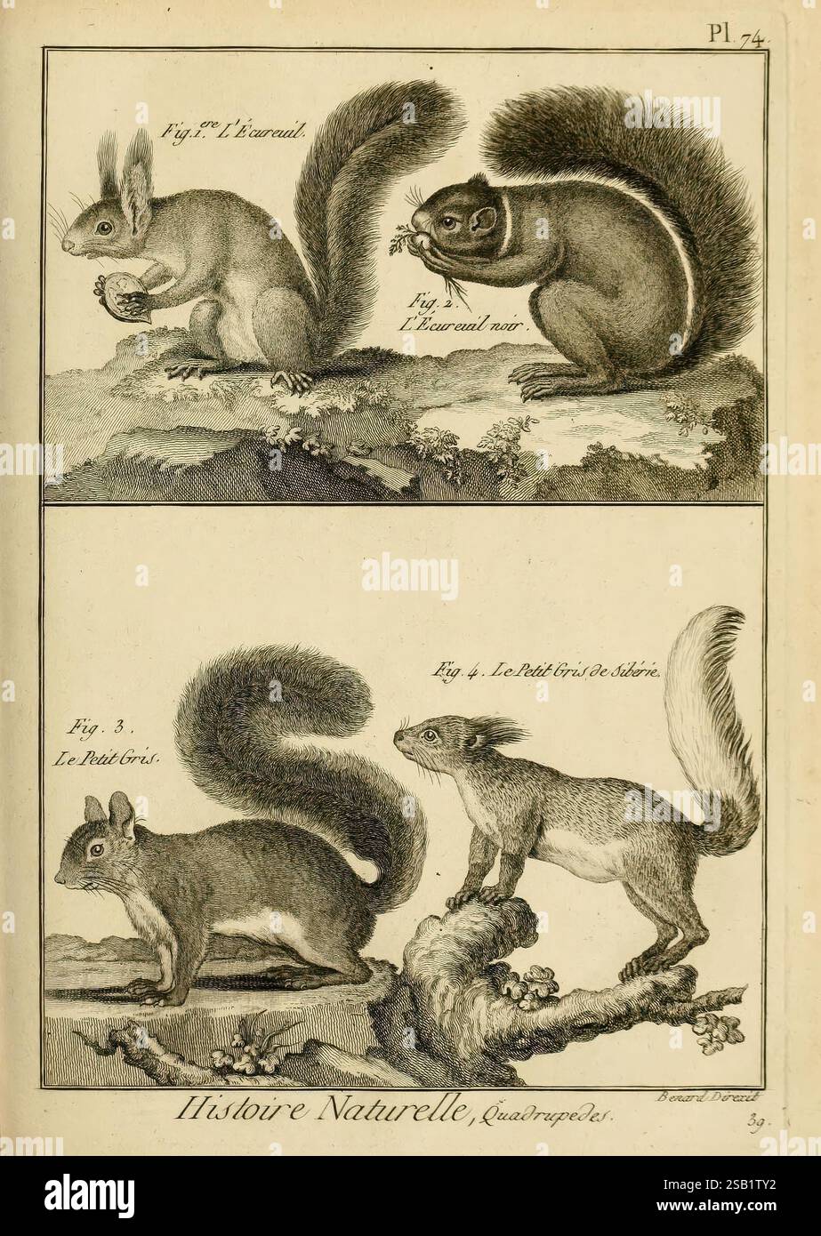 Mammalogie, ou, Beschreibung des espèces de mammifères A Paris, Chez Mme. Veuve Agasse, imprimeur-libraire, 1820-1822. Enzyklopädien, Säugetiere, die Darstellung zeigt vier verschiedene Arten von Nagetieren, wahrscheinlich Eichhörnchen, die in zwei Paaren angeordnet sind. Im oberen Bereich befindet sich ein Nagetier mit einer Eichel, auf der linken Seite mit „L'écureuil“ gekennzeichnet, neben einer Figur einer anderen Art, vielleicht „Le Rat Gris“, die durch ihren buschigen Schwanz und markanten Augen gekennzeichnet ist. Der untere Abschnitt zeigt eine andere Perspektive von „Le Rat Gris“ auf der linken Seite und zeigt seinen robusten Körper, und auf der rechten Seite eine weitere Nagetierart, po Stockfoto