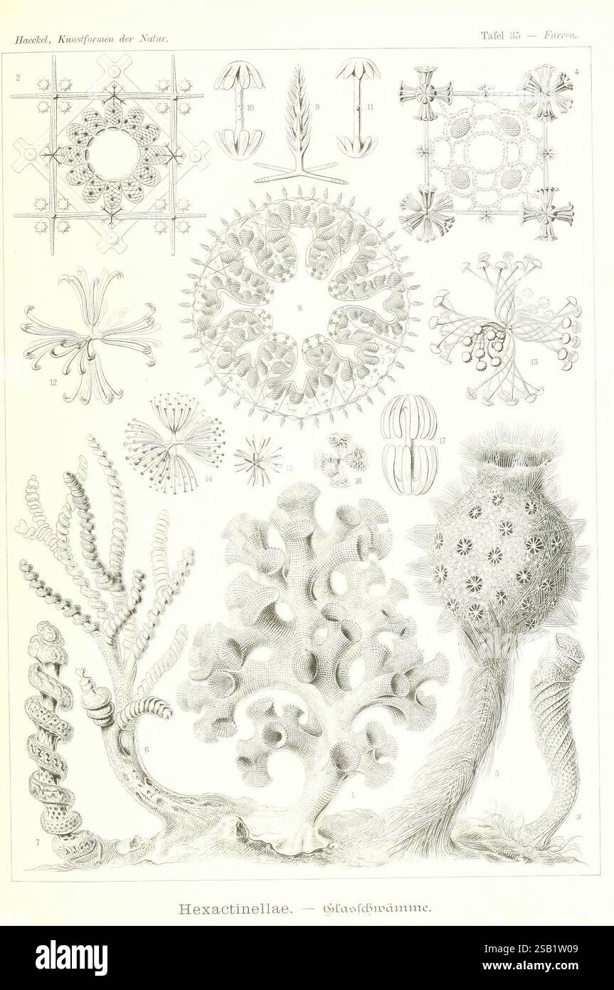 Kunstformen der Natur, Leipzig und Wien, Verlag des Bibliographischen Instituts, 1904, Bildwerke, Zoologie, Ernst Haeckel, eine komplizierte Darstellung, die verschiedene siliziumhaltige Schwämme zeigt, insbesondere Hexactinellidae, die oft als Glasschwämme bezeichnet werden. Die Illustration zeigt eine Sammlung von feinen, symmetrischen Mustern und Strukturen, die die verschiedenen Formen und Texturen dieser einzigartigen Schwämme veranschaulichen. Zu den Elementen gehören verzierte geometrische Formen und florale Designs, die die faszinierende natürliche Architektur dieser Organismen hervorheben. Jede Darstellung wird geleert Stockfoto