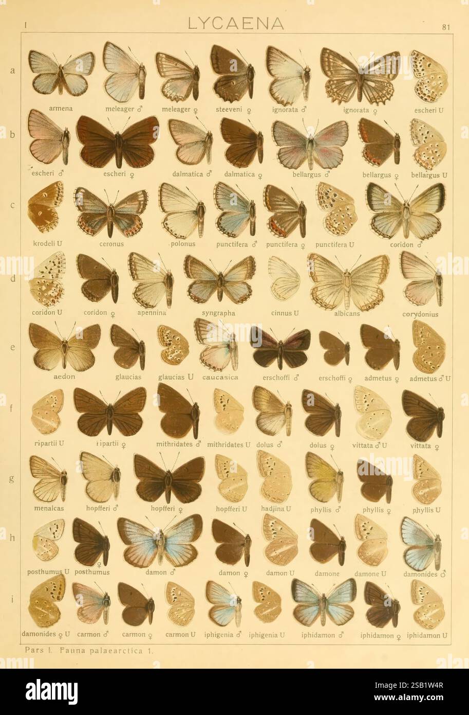 Die Makrolepidoptera der Welt, Stuttgart, Seitz'schen (Kernen), 1906-, lepidoptera, das Kunstwerk zeigt ein detailliertes Layout verschiedener Schmetterlingsarten aus der Gattung Lycaena. Jede Art ist akribisch illustriert und zeigt ihre einzigartigen Flügelmuster und -Farben. Die Schmetterlinge sind in Reihen und Spalten angeordnet, mit ihren Namen und Kennzeichnungsschildern, die jedem Exemplar beiliegen. Die detaillierte Darstellung hebt die Vielfalt innerhalb der Lycaena-Gattung hervor und zeigt Unterschiede in Größe, Form und Färbung, wobei einige lebhafte Farbtöne aufweisen, während andere eher dezente Töne aufweisen. T Stockfoto