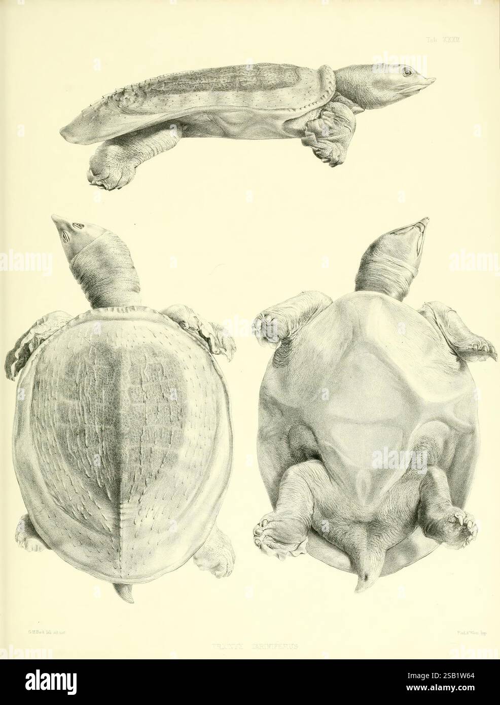 Katalog der Schildreptilien in der Sammlung des British Museum, London, 1855-1872, England, London, Schildkröten, Reptilien, Krokodile, Testudinidae, Amphisbaenia, die Abbildung zeigt eine detaillierte Studie einer Schildkröte mit drei unterschiedlichen Ansichten: eine Draufsicht, die die Schale und die Gliedmaßen hervorhebt, ein Seitenprofil, das den langen Hals und die einzigartige Kopfform erfasst, und eine Unteransicht, die die Textur der Schale und der Füße betont. Jede Perspektive wird akribisch gerendert, was ein umfassendes Verständnis der Anatomie und Struktur der Schildkröte ermöglicht. Die Betonung auf Detai Stockfoto