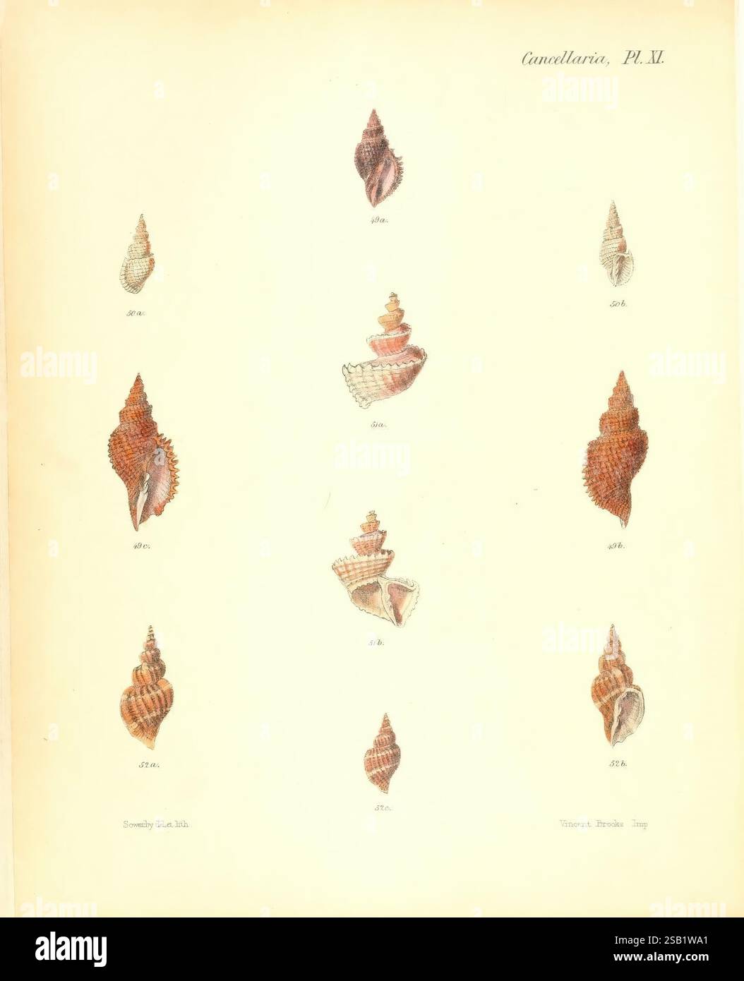 Conchologia iconica oder Illustrationen of the Muscheln of Molluscous Animals, London, Reeve, Brothers, 1843-1878, Mollusks, Pictorial Works, Shells, Eine Sammlung eleganter Muscheln, die eine Vielzahl von Formen und Größen zeigen. Jede Schale ist detailreich und mit einzigartigen Texturen und Mustern versehen, die die natürliche Schönheit der Meereslebewesen hervorheben. Die Anordnung besteht aus Schalen in einem symmetrischen Format, die als Referenz nummeriert sind, wodurch ihre besonderen Merkmale hervorgehoben werden. Diese Illustration dient als pädagogische Darstellung von Meeresmuscheln und lädt die Zuschauer ein, die Taucher zu schätzen Stockfoto