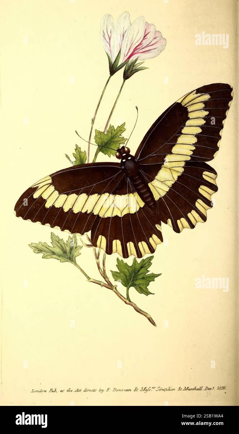The Naturalist's Repository, oder Monthly Miscellany of Exotic Natural History London, gedruckt für den Autor und W. Simpkin and R. Marshall, 1823-1827, Natural History, Periodicals, Zoology, Lepidoptera, Ein wunderschön illustrierter Schmetterling mit auffälligen schwarzen Flügeln, die mit leuchtenden gelben Bändern verziert sind, die zart auf einer blühenden Pflanze thronen. Die komplizierten Details des Schmetterlings betonen seine symmetrischen Muster, während die umliegenden Blätter und Blüten einen Hauch natürlicher Eleganz verleihen. Die Gesamtkomposition zeigt die empfindliche Beziehung zwischen dem Schmetterling und seiner Umgebung und betont Stockfoto