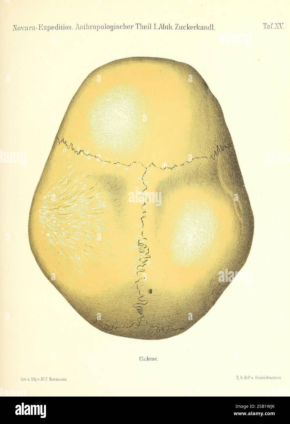 Reise der österreichischen Fregatte Novara Wien, Kaiserlich, 1861-75., diese Illustration zeigt eine detaillierte Draufsicht eines menschlichen Schädels, die insbesondere seine symmetrischen Merkmale und Konturen zeigt. Die Oberfläche zeigt komplizierte Linien und Markierungen, die die kraniale Struktur und anatomische Details hervorheben. Der Titel weist darauf hin, dass es Teil einer anthropologischen Studie der Novara-Expedition ist, die auf eine Fokussierung auf menschliche Anatomie und Diversität hindeutet. Die Kennzeichnung unterstreicht die Assoziation des Schädels mit Chile und weist auf einen kulturellen oder geografischen Kontext für das Exemplar hin. Stockfoto