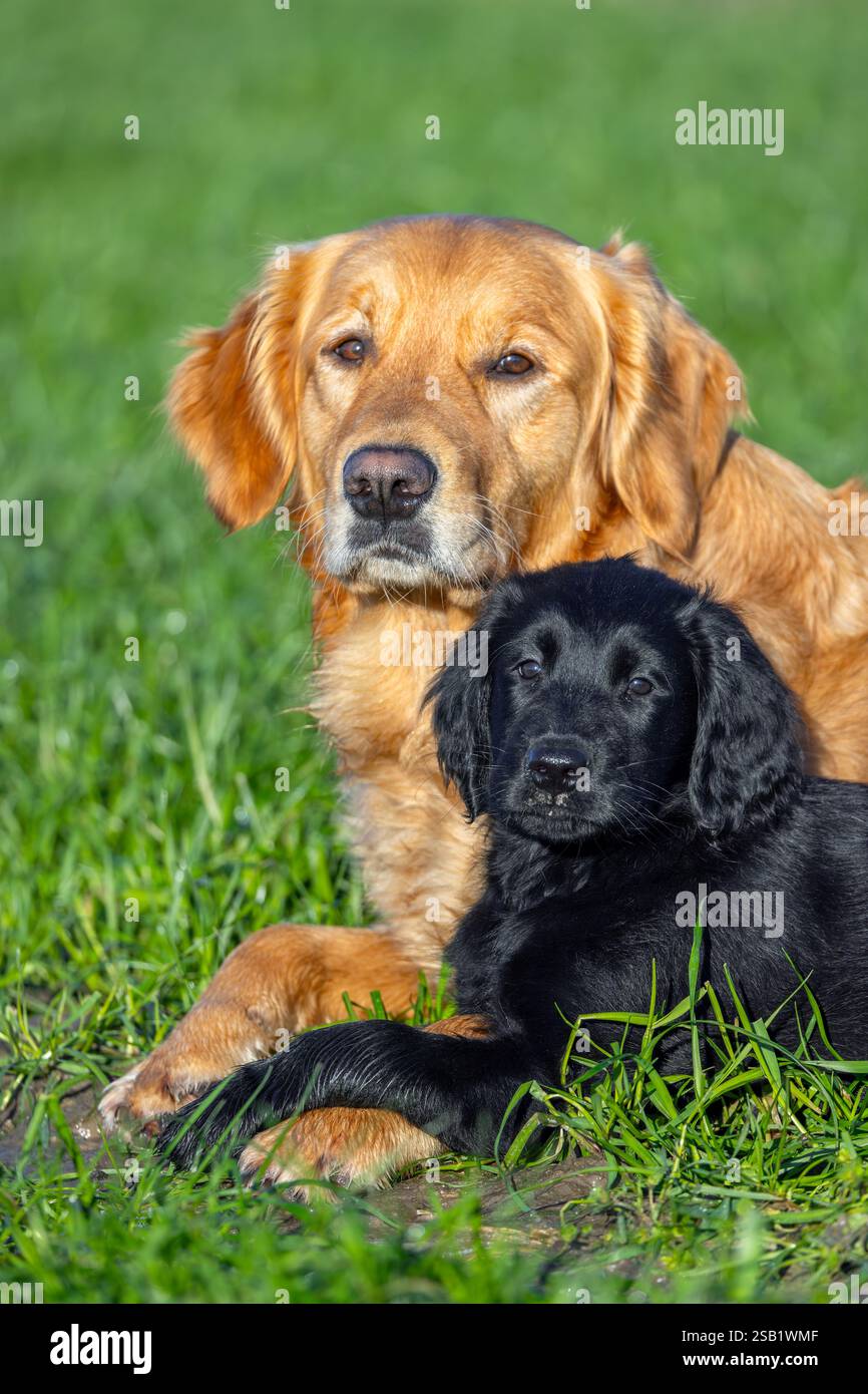 Goldener Retriever und schwarzer, flacher Retriever, niedlicher 9 Wochen alter Welpe auf dem Feld, Jagdhund/oder Jagdhund aus England Stockfoto