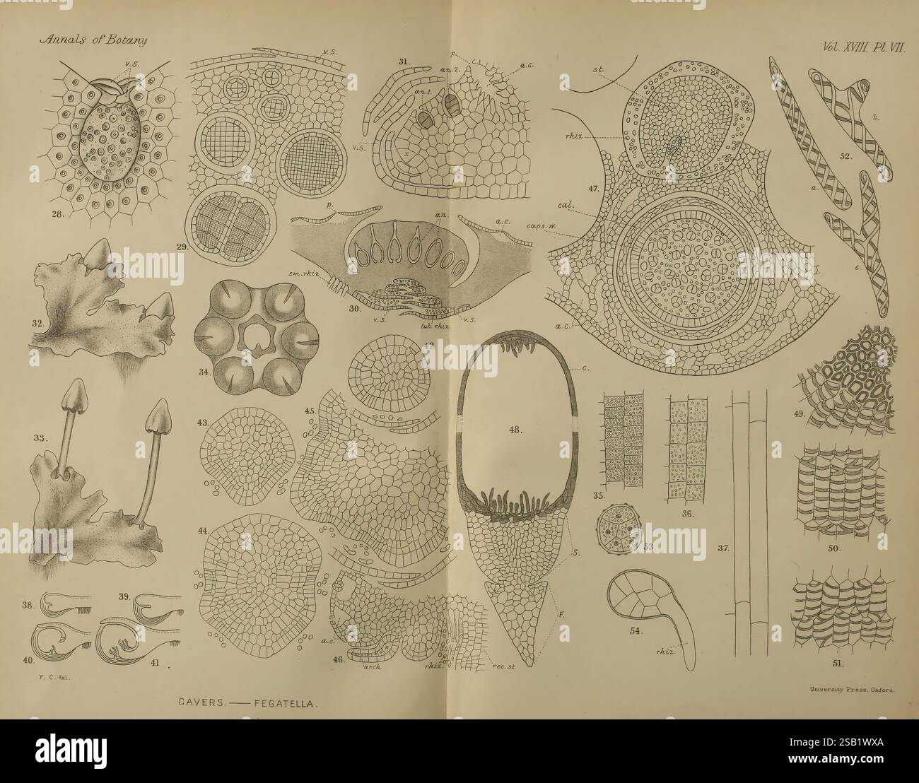 Annalen der Botanik London Botany Periodika Pflanzen, diese Illustration zeigt eine detaillierte Sammlung botanischer Exemplare, die verschiedene Pflanzenstrukturen und Zellformationen zeigen. Jede nummerierte Abbildung hebt verschiedene Elemente hervor, wie Blattstrukturen, Wurzelsysteme und zelluläre Arrangements, die oft mit wissenschaftlicher Terminologie gekennzeichnet sind. Die Anordnung demonstriert die Vielfalt der Pflanzenanatomie und veranschaulicht mikroskopische Details wie Trichome, Stomata und Gewebetypen. Das Gesamtlayout dient als Referenz für botanische Studien und betont die komplizierten Entwürfe, die in der pl Stockfoto