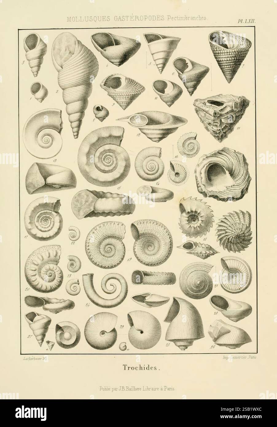 Traité de paléontologie London, H. Ballière, J.-B. Baillière, 1853-1857. Paläontologie, Fossilien, Pictorial Works, Eine Sammlung verschiedener Muschelproben, die verschiedene Formen und Muster zeigen, die typisch für die Familie der Trochidae innerhalb der Gruppe der Gastropoden sind. Das Arrangement zeigt eine Vielzahl von spiralförmigen Formen, Graten und Texturen, die die komplizierte Schönheit und Komplexität dieser Meeresorganismen veranschaulichen. Jede Schale ist nummeriert und zur Identifizierung gekennzeichnet, was zu einer lehrreichen Präsentation beiträgt, die die natürliche Vielfalt der Weichtiere hervorhebt. Stockfoto