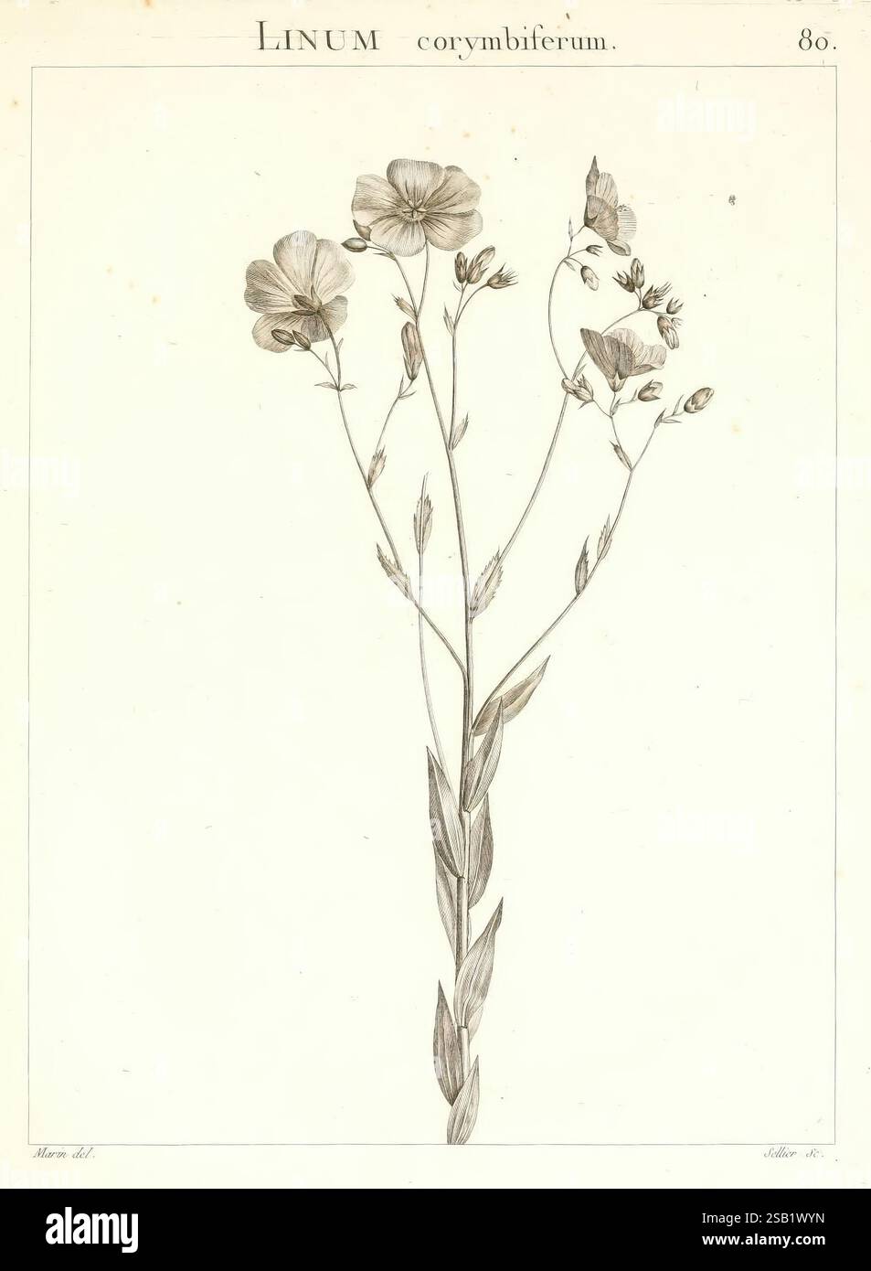 Flora Atlantica, sive, Historia plantarum quae in Atlante, Agro Tunetano et Algeriensi crescunt, Parisiis, apud Blanchon, 1800. Pflanzen, Algerien, Tunesien, die Abbildung zeigt eine empfindliche Pflanze, die als „Linum corymbiferum“ identifiziert wird. Er zeigt schlanke Stiele mit kleinen, symmetrisch angeordneten Blüten, die fünf zarte Blütenblätter aufweisen. Die Blätter sind gestreckt und schmal, abwechselnd entlang des Stiels angeordnet. Die detaillierte Darstellung betont die botanischen Eigenschaften der Pflanze und erfasst die komplizierten Details der Blumen und des Laubs. Die Zeichnung ist mit der SCI beschriftet Stockfoto