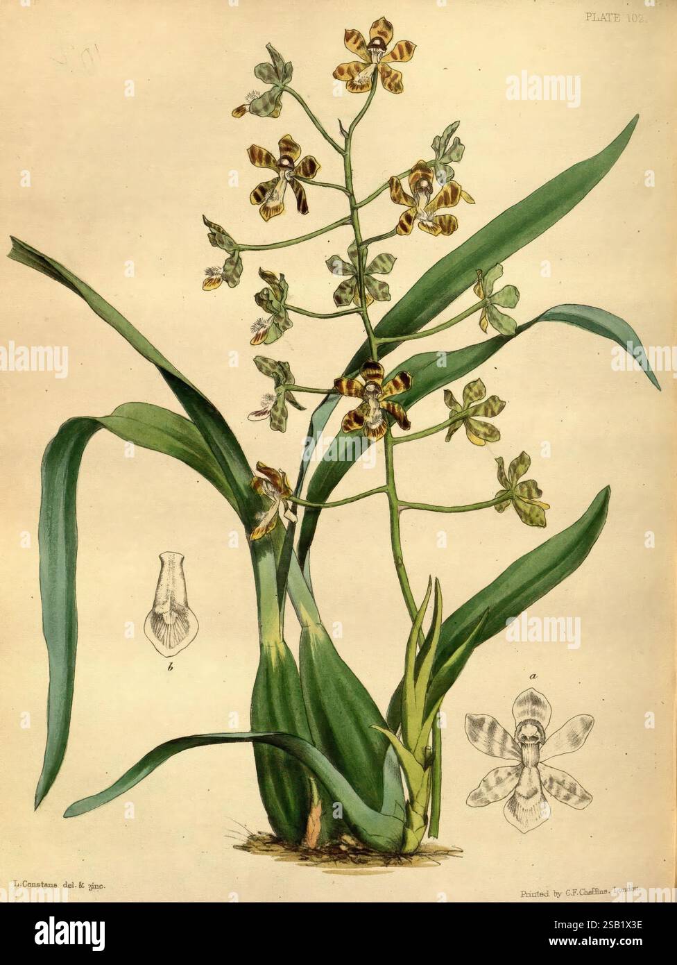 Paxtons Blumengarten, London, Bradbury and Evans, [1850]-1853, Louis Aristide Leon Constans, Eine botanische Illustration zeigt eine detaillierte Darstellung einer Orchideenart, die ihre komplizierte Blütenstruktur und ihre langen grünen Blätter zeigt. Die zentrale Pflanze ist mit mehreren Blüten präsentiert, von denen jede ein einzigartiges Muster aus Streifen und Markierungen in Gelb- und Brauntönen aufweist. Die Hauptabbildung wird durch kleinere Skizzen einzelner Blumen ergänzt, die ihre charakteristischen Formen und Merkmale hervorheben. Die Gesamtkomposition spiegelt die zarte Schönheit und Komplexität dieser Orchidee wider Stockfoto