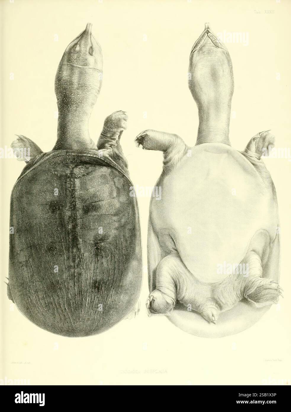 Katalog der Schildreptilien in der Sammlung des British Museum, London, 1855-1872, England, London, Schildkröten, Reptilien, Krokodile, Testudiniden, Amphisbaenie, Chelonia, das Bild zeigt zwei Schildkröten auf ihrem Rücken, die ihre charakteristischen Schalenstrukturen und physischen Attribute zeigen. Die Schildkröte auf der linken Seite zeigt einen dunklen, glatten Panzer mit auffälligen Texturen, während die auf der rechten Seite eine hellere Schale mit einer ausgeprägteren Form hat. Ihre Gliedmaßen sind gestreckt, und ihre Flossen und Klauen werden freigelegt. Die Unterseite jeder Schildkröte hebt die Unterschiede in der Färbung hervor Stockfoto