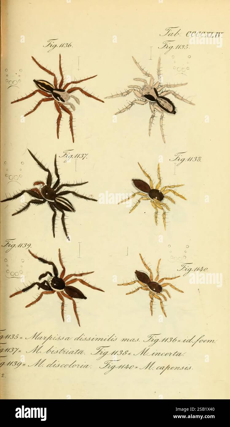 Die Arachniden, Nürnberg, in der C. H. Zeh'schen Buchhandlung, 1831-1848, Arachniden, Arachnida, zeigt die Illustration eine Vielzahl von Spinnenarten, die alle akribisch detailliert sind. Es gibt mehrere beschriftete Abbildungen mit spezifischen Verweisen auf die entsprechenden Kennungen: Abb. 1836, Abb. 1837, Abb. 1838, Abb. 1839 und eine zusätzliche Zahl unten. Jede Spinne wird mit unterschiedlichen Farben und Markierungen dargestellt, die ihre anatomischen Merkmale und Muster hervorheben. Der begleitende Text enthält wissenschaftliche Namen und möglicherweise Beschreibungen und fügt den visuellen Darstellungen einen Kontext hinzu. Das o Stockfoto
