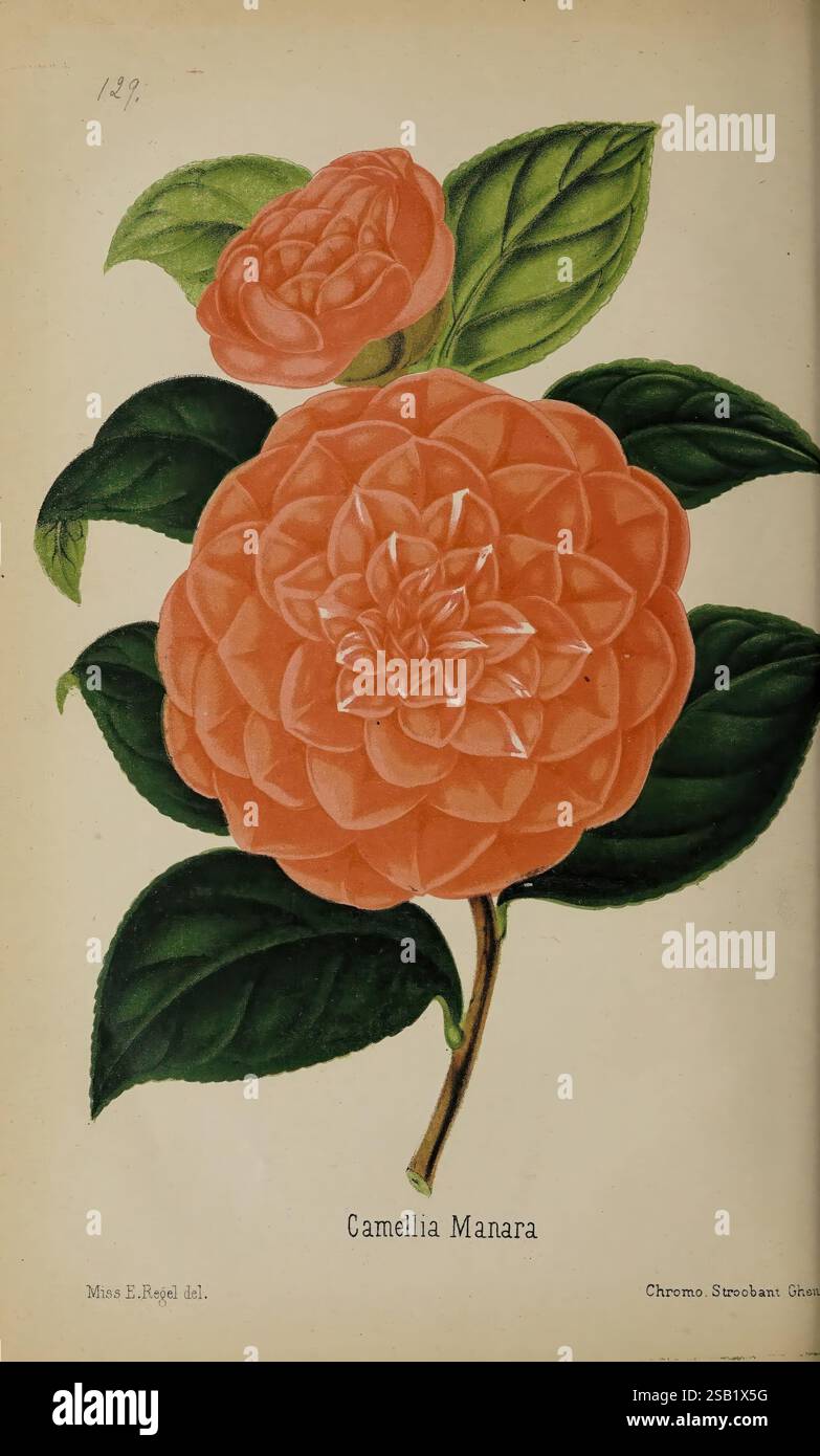 Der Florist und Pomologe und Vorstadtgärtner. London, 1880, Blumengärten, Obstkultur, Gartenbau, Großbritannien, Zeitschriften, Eine wunderschön illustrierte Darstellung einer Kamelia Manara Blume, die ihre komplexen mehrschichtigen Blütenblätter in einem lebendigen Korallenfarbton zeigt. Die Blume steht auf satten grünen Blättern und unterstreicht ihre natürliche Schönheit. Die Liebe zum Detail in der Blütenblatt- und Blattstruktur spiegelt die Kunstfertigkeit botanischer Illustrationen wider. Der Titel „Camellia Manara“ wird elegant dargestellt und verleiht dieser atemberaubenden Darstellung der Natur einen Hauch von Raffinesse. Stockfoto