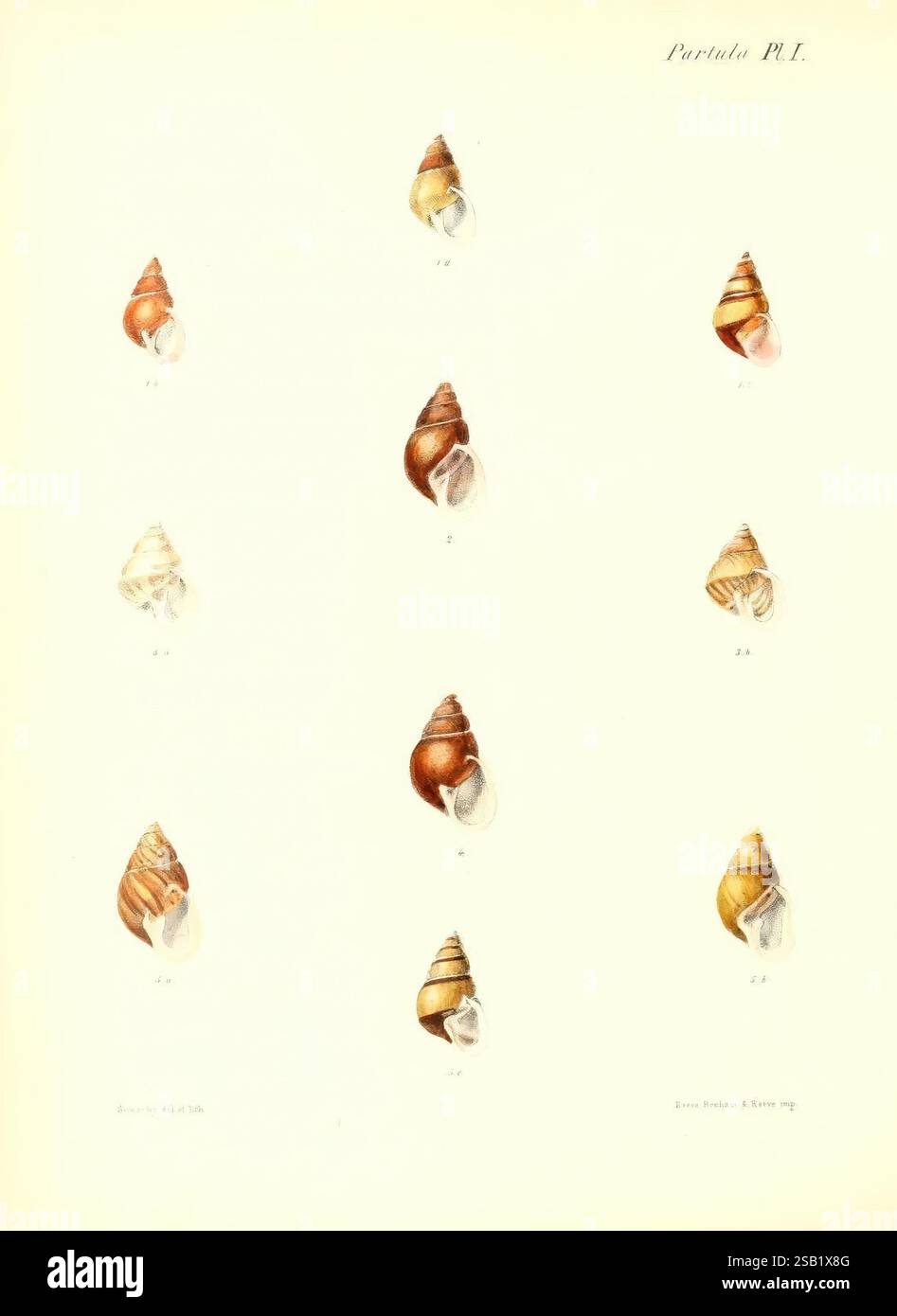 Conchologia iconica oder Illustrationen of the Muscheln of Molluscous Animals London, Reeve, Brothers, 1843–1878. Mollusks, Pictorial Works, Muscheln, diese Illustration zeigt eine Sammlung verschiedener Muscheln, die in einem systematischen Gittermuster angeordnet sind. Die Schalen zeigen eine Reihe von Formen, Größen und komplizierten Designs und zeigen ihre einzigartigen Texturen und Farben. Jede Probe ist sequenziell nummeriert, was ihre Klassifizierung angibt. Der Hintergrund ist hell und unterstreicht die natürliche Schönheit und das Detail jeder Schale. Die Gesamtzusammensetzung unterstreicht die Vielfalt der Meereslebewesen und macht sie beides aus Stockfoto