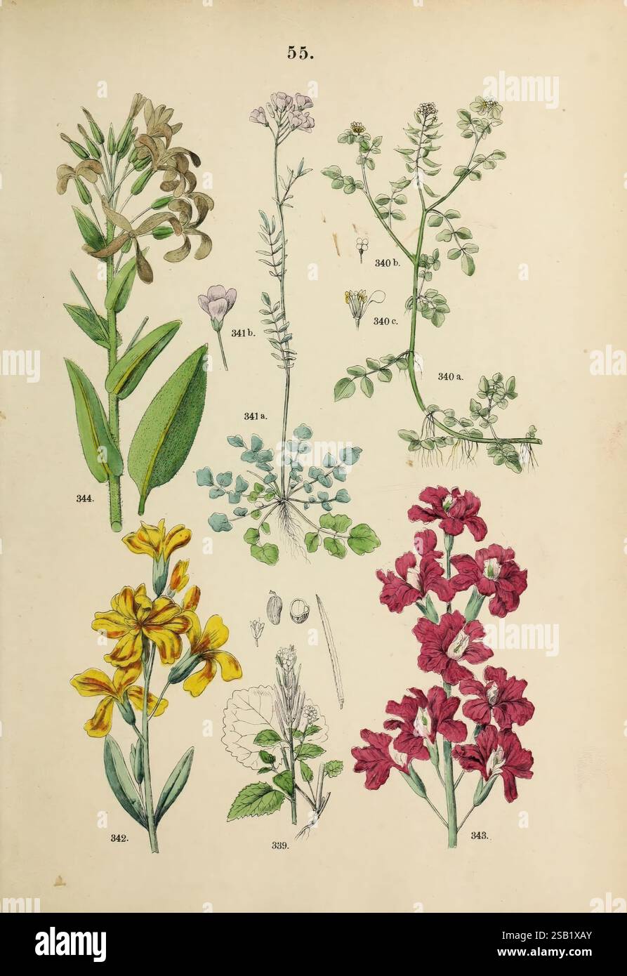 Pflanzen-Atlas nach dem Linné'schen System, Stuttgart, Juli Hoffmann, 1881 Atlanten, Botanik, Klassifizierung, Pflanzen, diese Illustration zeigt eine Vielzahl von botanischen Elementen mit sechs verschiedenen Blumenarten, die als Referenz nummeriert sind. Die obere Reihe zeigt drei Pflanzen: Die erste auf der linken Seite zeigt längliche grüne Blätter neben zarten violetten Blüten, während die mittlere Pflanze durch kleine weiße Blüten und feine Blätter gekennzeichnet ist. Die richtige Pflanze hat Blattzweige, die von winzigen weißen Blüten gekrönt sind. In der unteren Reihe sind drei weitere Pflanzen hervorgehoben, wobei die linke Seite die Vibran zeigt Stockfoto