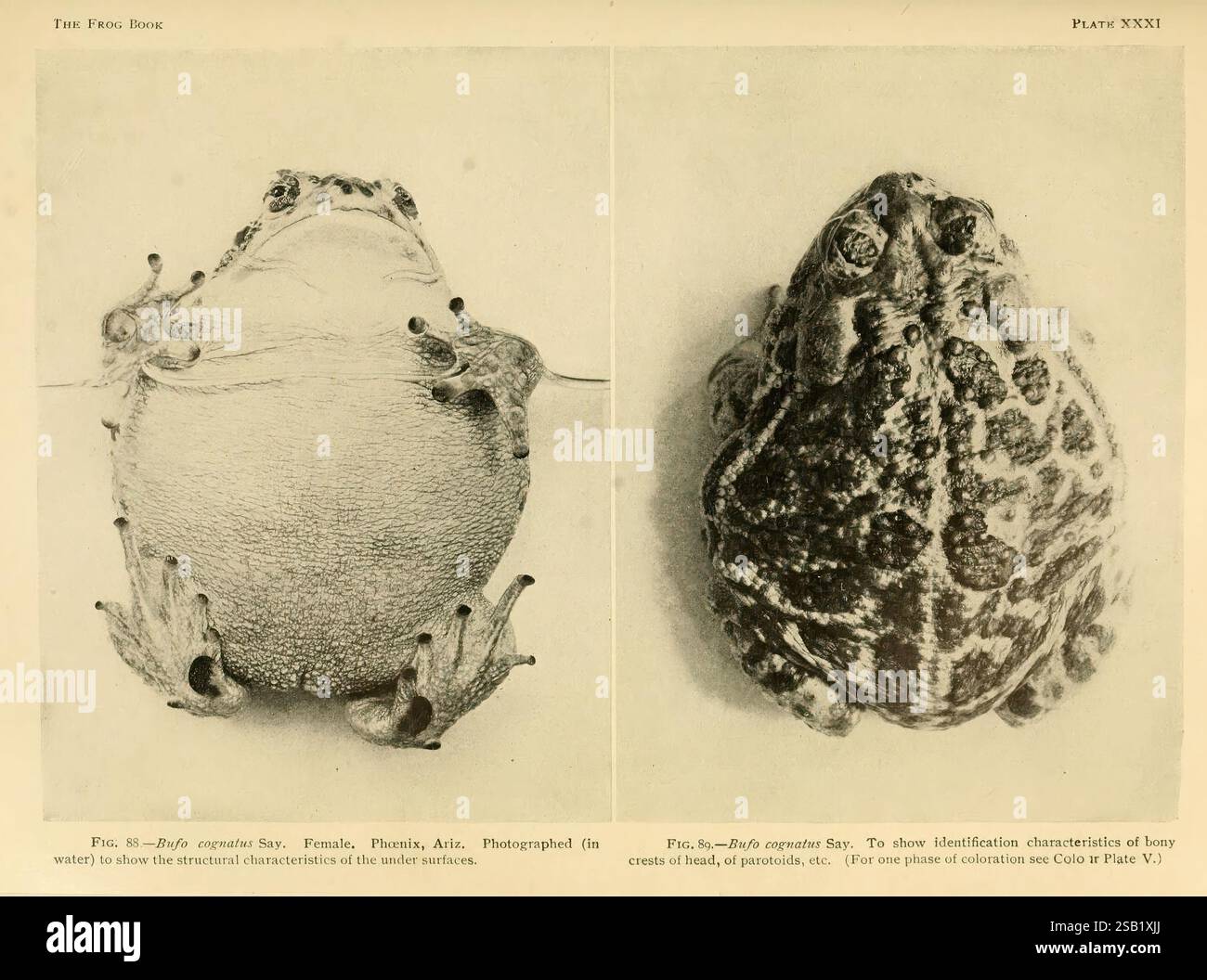 Das Froschbuch, New York, 1907, Amphibien, Nordamerika, Kröten, Bufo cognatus, das Bild zeigt zwei unterschiedliche Ansichten einer großen Amphibie, insbesondere eines Frosches, der für seinen robusten und abgerundeten Körper bekannt ist. Die Ansicht von oben zeigt die strukturierte Haut des Frosches, die sich durch unterschiedliche Schattierungen und Muster auszeichnet, die die Tarnung erleichtern können. Sein weiter Mund und seine prallen Augen weisen auf eine Anpassung an seinen räuberischen Lebensstil hin. Die untere Ansicht bietet einen klaren Blick auf die Unterseite des Frosches, wobei die glatte Haut und die Position der Gliedmaßen hervorgehoben werden, die leicht angehoben sind, was darauf hinweist, dass sie bereit sind Stockfoto