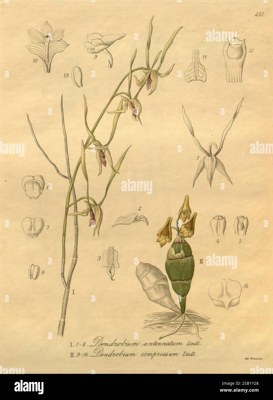 Xenia orchidacea, Leipzig, F.A. Brockhaus, 1858-1900., dieses Kunstwerk zeigt verschiedene botanische Illustrationen von Orchideen, insbesondere zwei Arten: Dendrobium antennatum und Dendrobium Compression. Die Komposition enthält beschriftete Zeichnungen, die verschiedene Teile der Orchideen wie Blumen, Blätter und Stämme darstellen. Jedes Element wird sorgfältig gerendert, um die einzigartigen Merkmale dieser Pflanzen hervorzuheben und Einblicke in ihre Morphologie zu erhalten. Die komplizierten Designs spiegeln die Schönheit und Komplexität der Orchideenfamilie wider und spiegeln die zarte Natur und die verschiedenen Formen dieses G wider Stockfoto