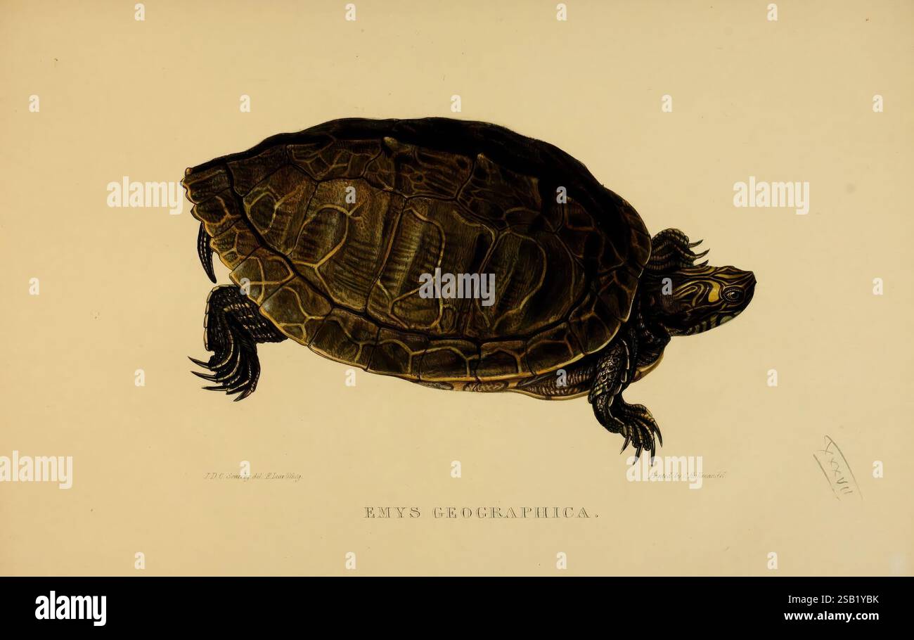 Schildkröten, Schildkröten und Schildkröten, London, Paris, und Frankfort, H. Sotheran, J. Baer & Co, 1872, Turtles, Terrapin, testudinidae, M.C.Z, malerische Werke, Graptemys geographica, Eine wunderschön illustrierte Schildkröte, die ihr markantes Muschelmuster und ihre komplizierten Markierungen zeigt. Die Schildkröte erscheint in einer Seitenansicht und hebt ihren glatten, ovalen Panzer und ihre langen Gliedmaßen hervor. Dezente Details im Design deuten auf eine Textur auf der Schale hin, während der Kopf mit charakteristischen Mustern verziert ist, die seine Merkmale betonen. Unter der Abbildung ist der Text „Emys Geographica“ die Art remini identifiziert Stockfoto