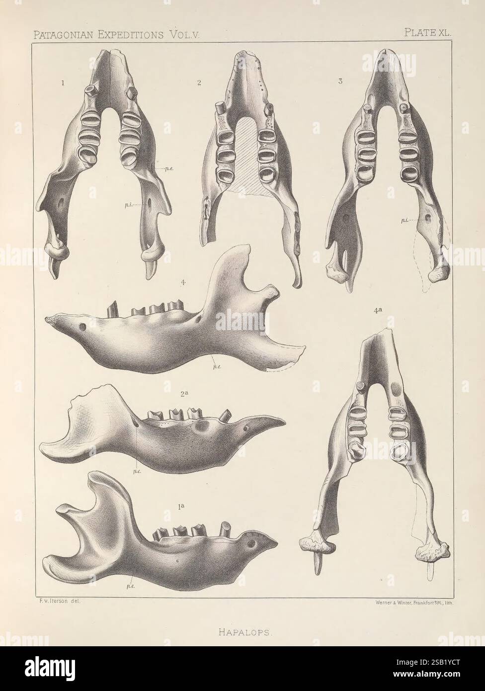 Berichte der Princeton University Expeditionen nach Patagonien, 1896-1899, 1901-32 Vögel, Paläontologie, Botanik, Zoologie, Patagonien, Argentinien und Chile, wissenschaftliche Expeditionen, Beschreibung und Reise, diese Abbildung zeigt verschiedene Ansichten von fossilen Kieferknochenstrukturen eines prähistorischen Meeressäugers, identifiziert als Hapalocephalus. Das Bild zeigt sechs verschiedene Proben, die numerisch von 1 bis 6 beschriftet sind und deren anatomische Merkmale, wie die Anordnung der Zähne und die Kiefermechanik, darstellen. Die detaillierten Gravuren heben die Morphologie und die Merkmale dieser Fossilien hervor, die sie liefern Stockfoto