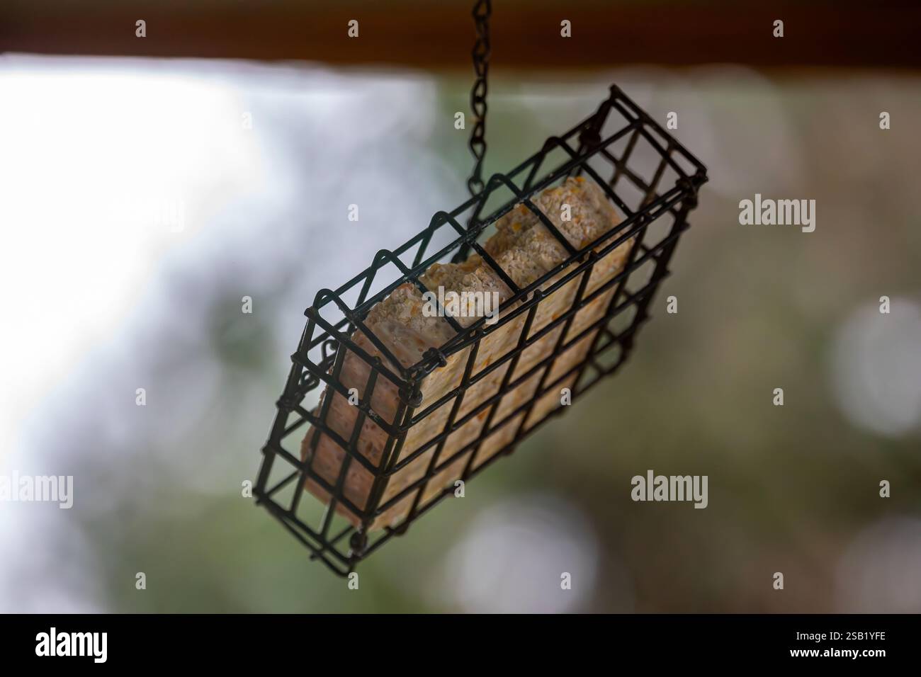 WA28098-00...WASHINGTON - Suet hängt in einem käfigen Halter, der zur Fütterung von Vögeln verwendet wird, besonders während der kalten Winterzeit. Stockfoto