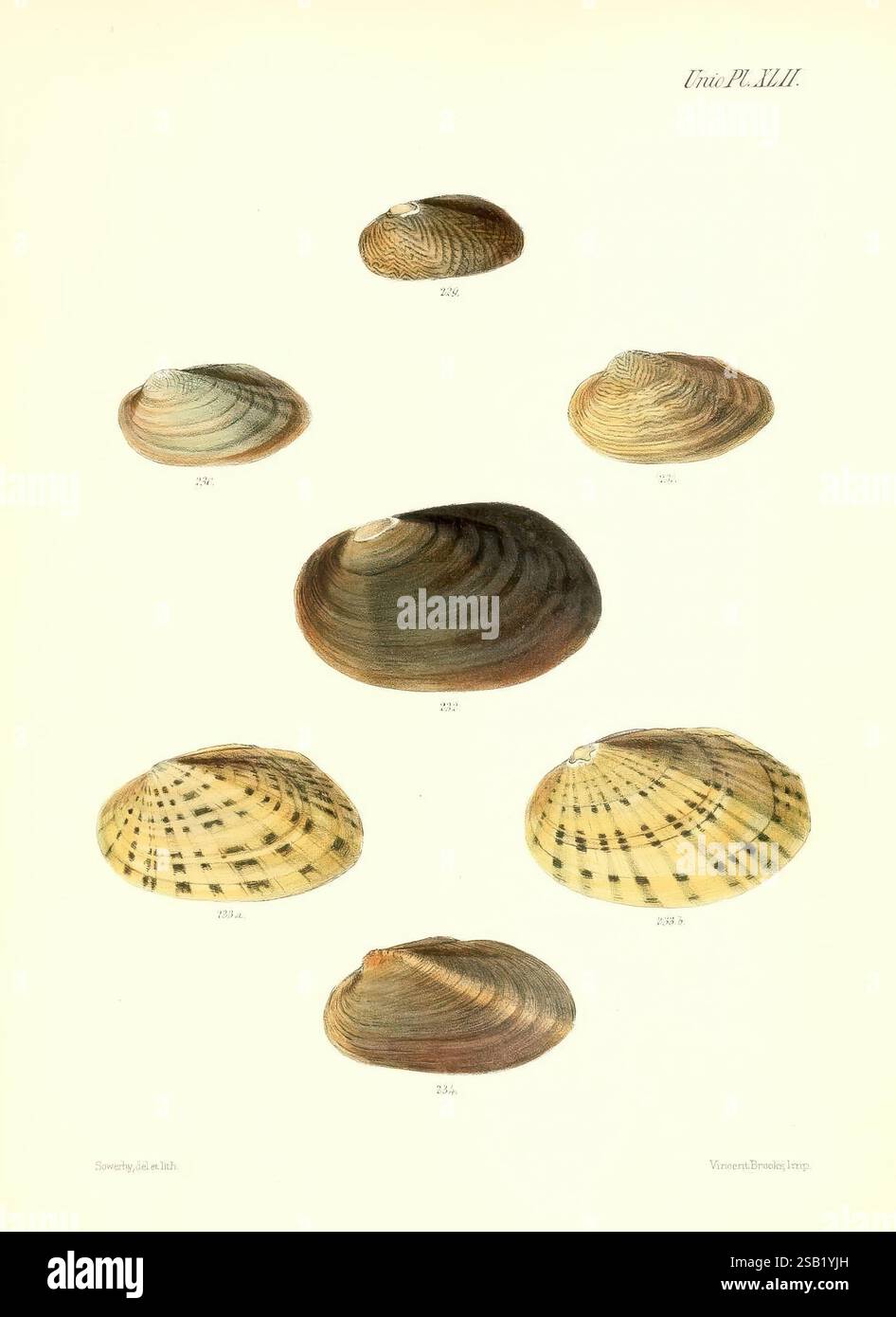 Conchologia iconica oder Illustrationen der Muscheln der Tiere London ...